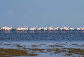 A large group of flamingos are standing in the water
