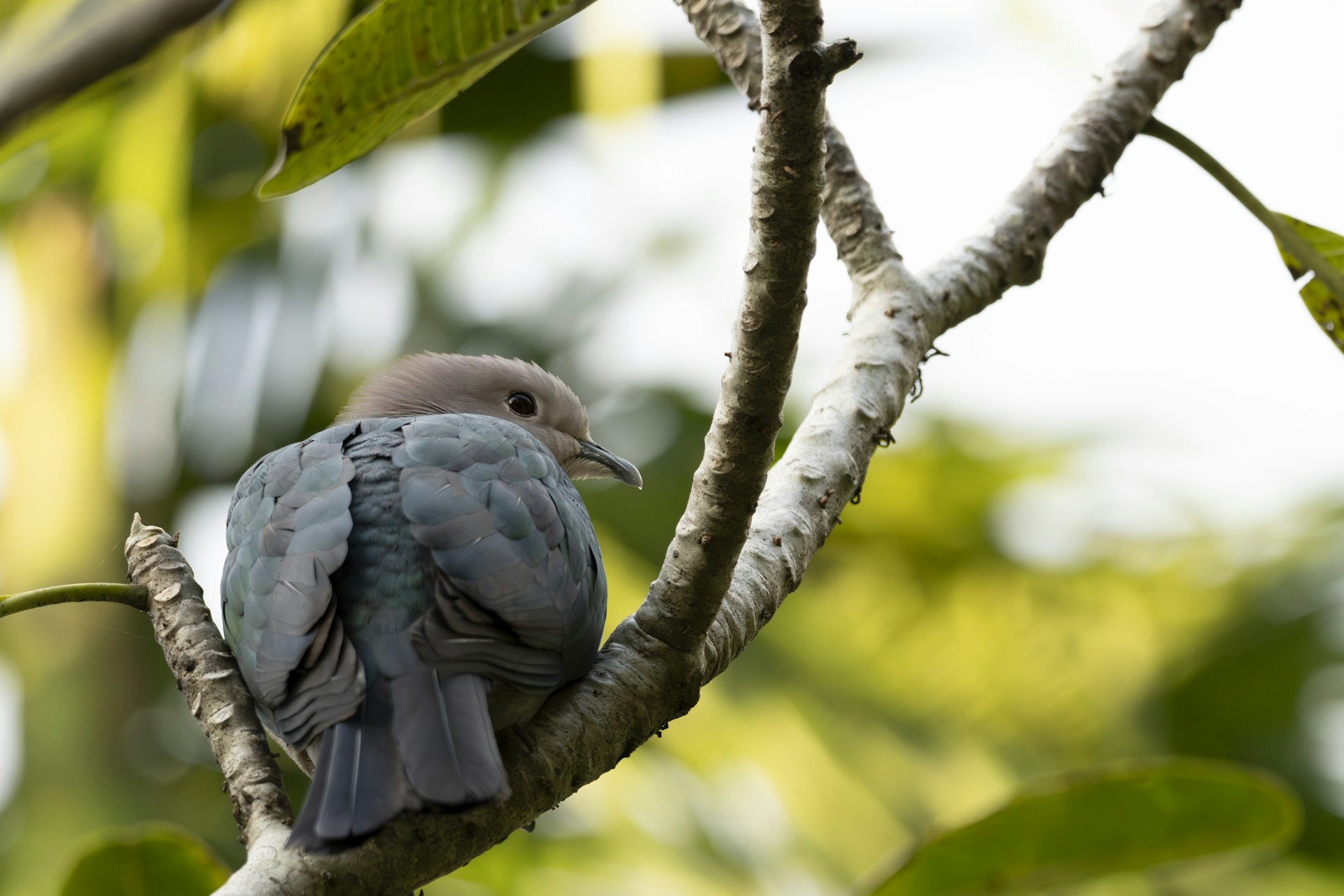 A bird sitting on a branch of a tree