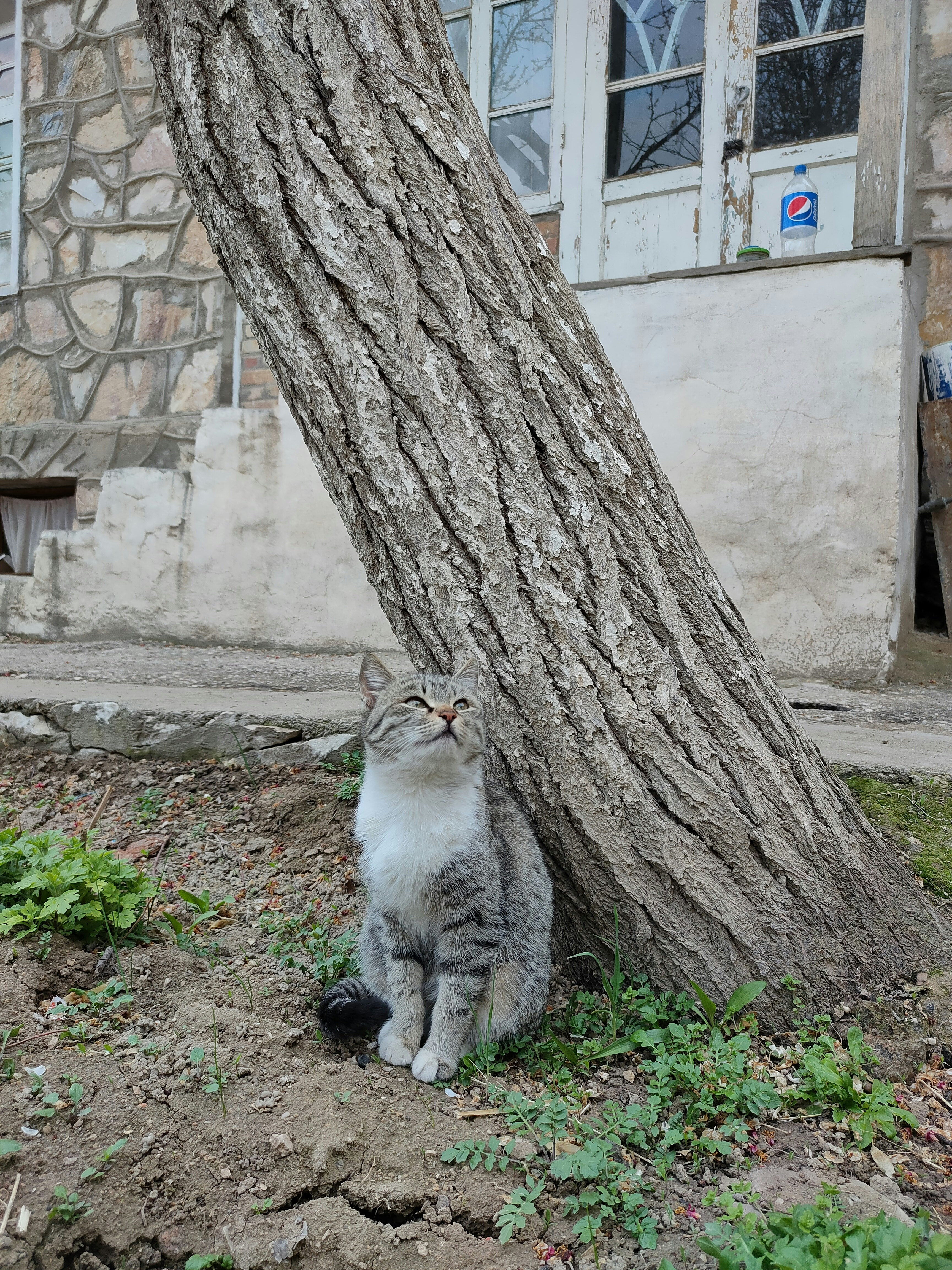 A cat sitting under a tree in front of a building