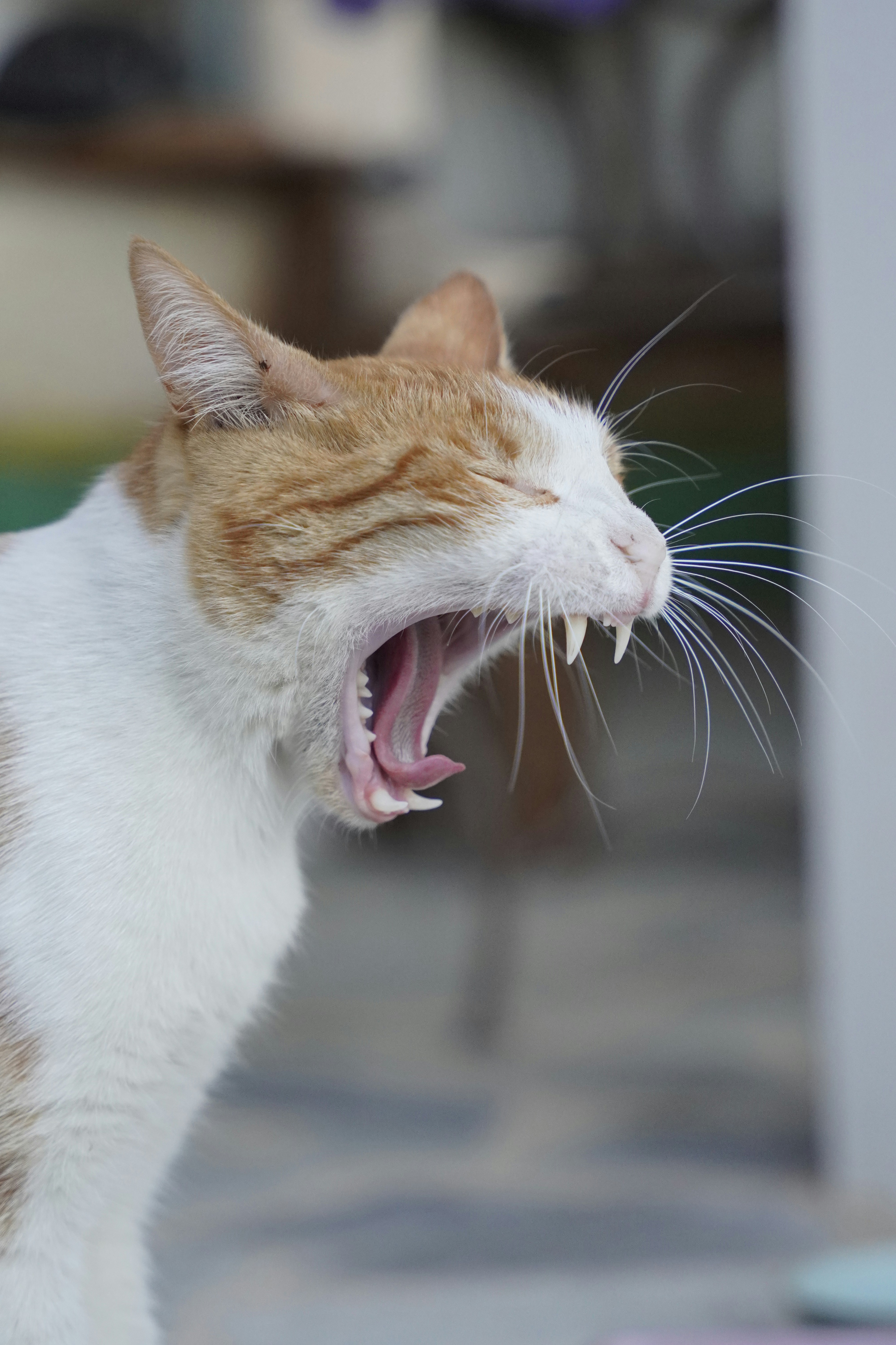 Photo by hanspetertraunig