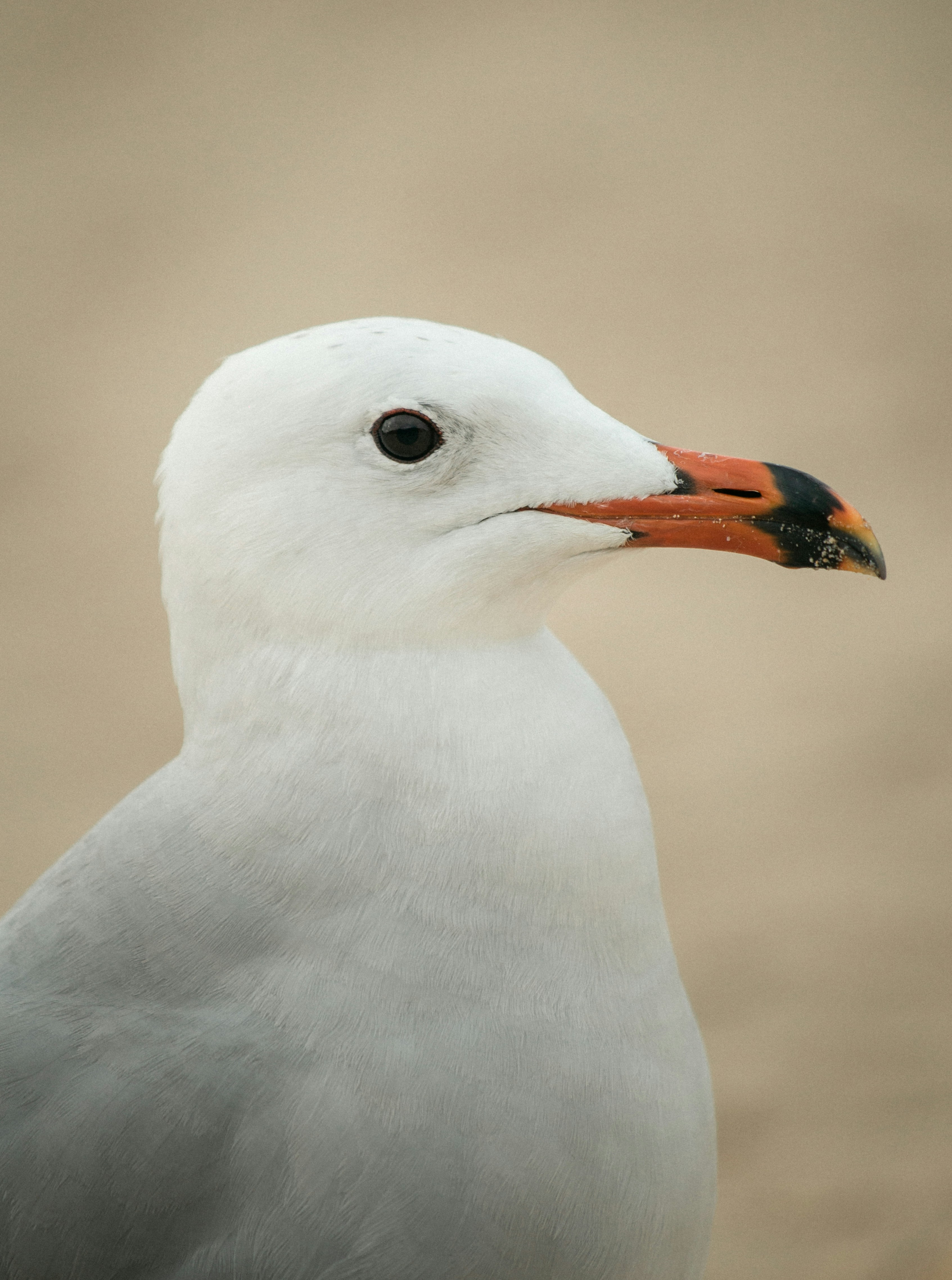 Photo by raymondpetrik