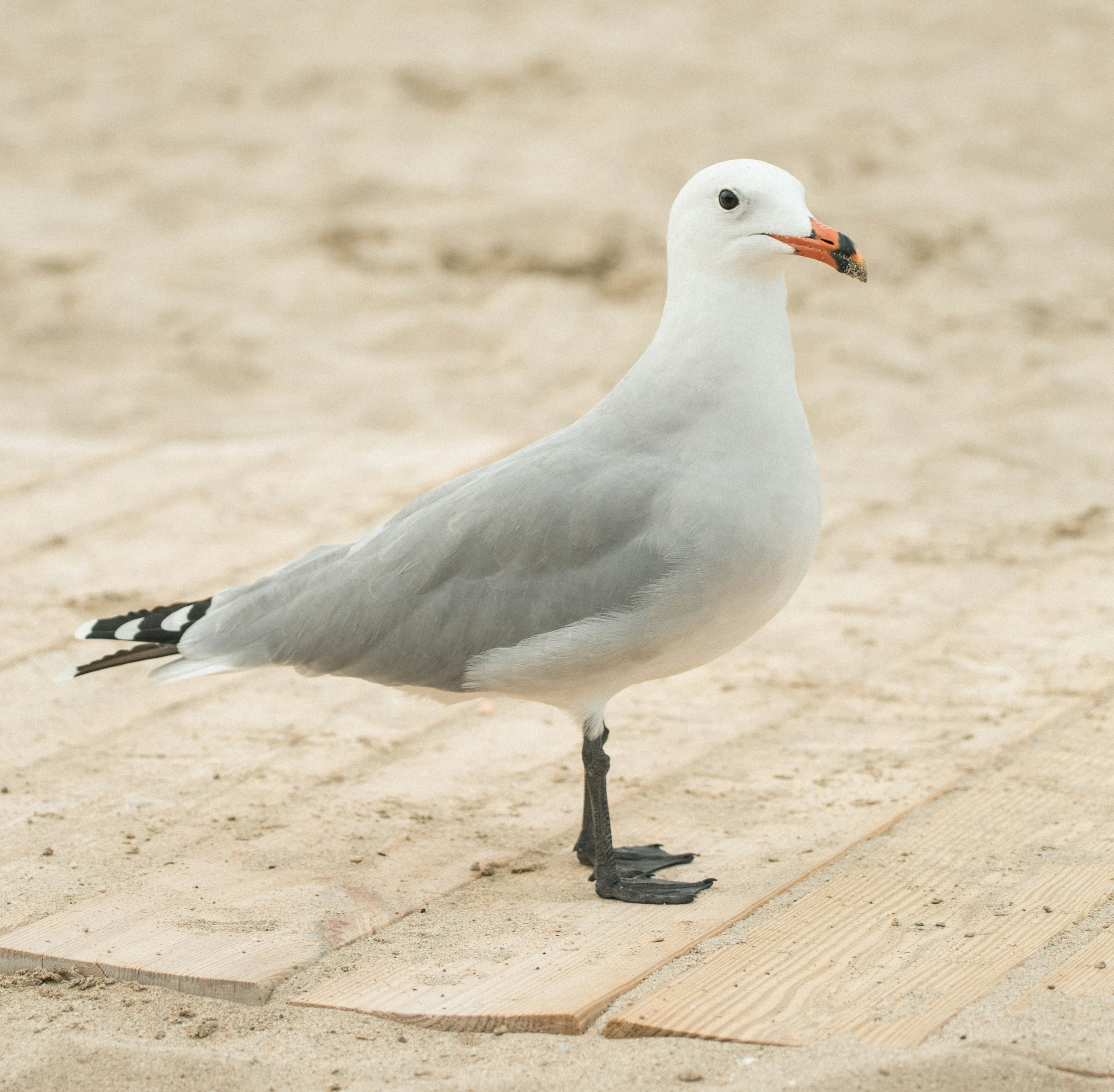 Photo by raymondpetrik