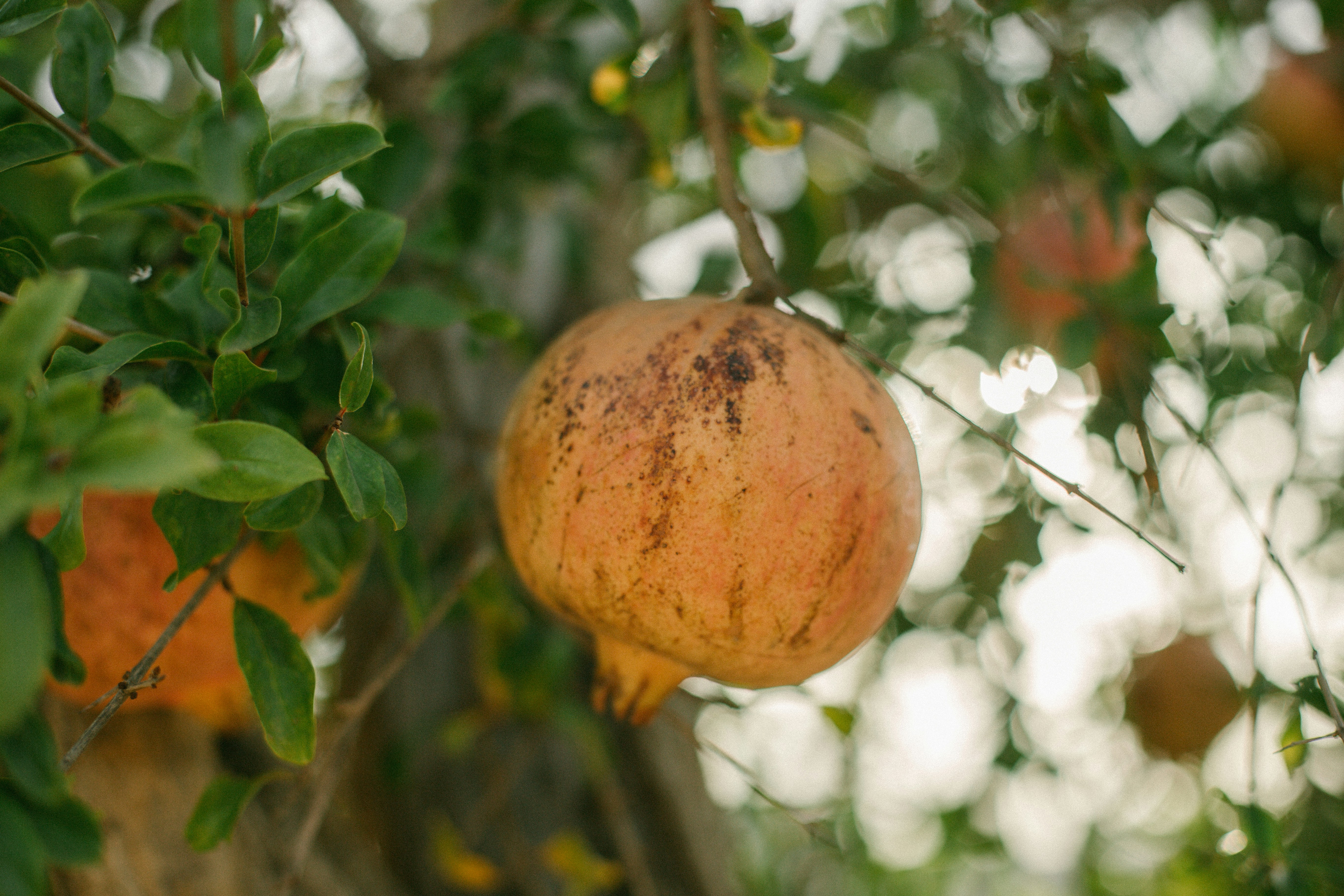 Photo by raymondpetrik