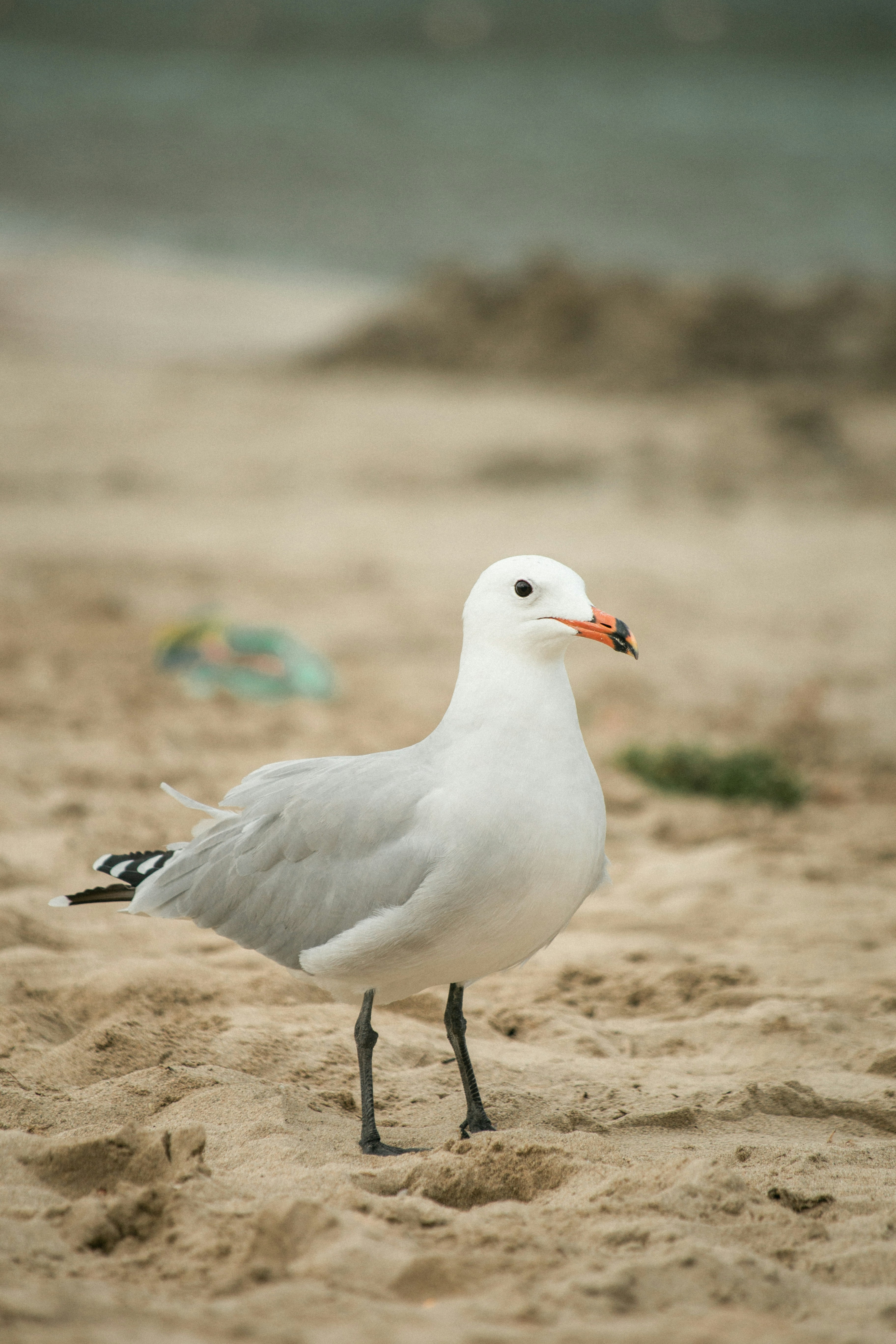 Photo by raymondpetrik