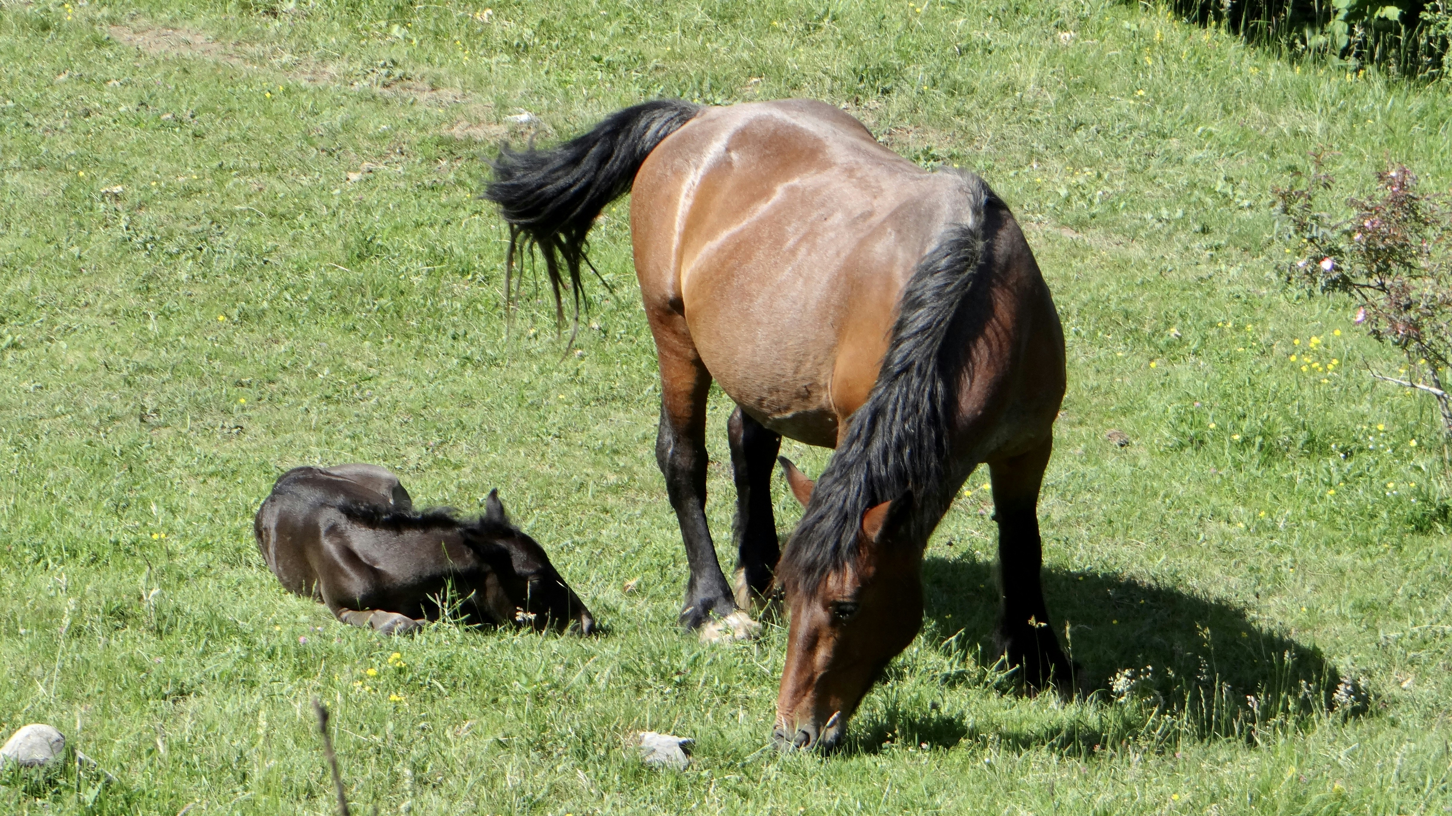 Ein braunes Pferd steht auf einer saftig grünen Wiese