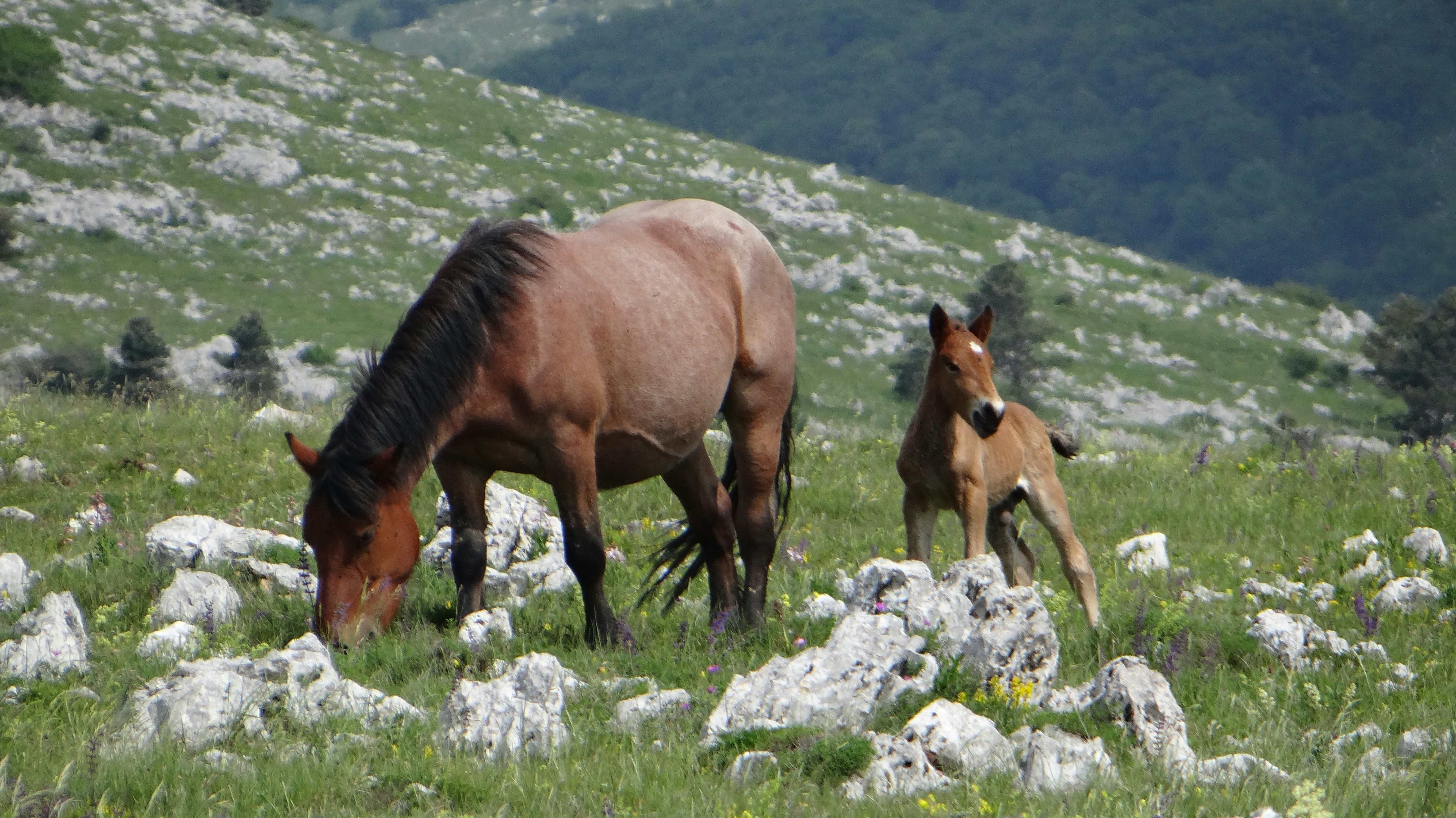 Breeding Success: A New Generation of Wild Horses (image credits: unsplash)
