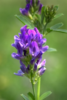 A close up of a purple flower with green leaves
