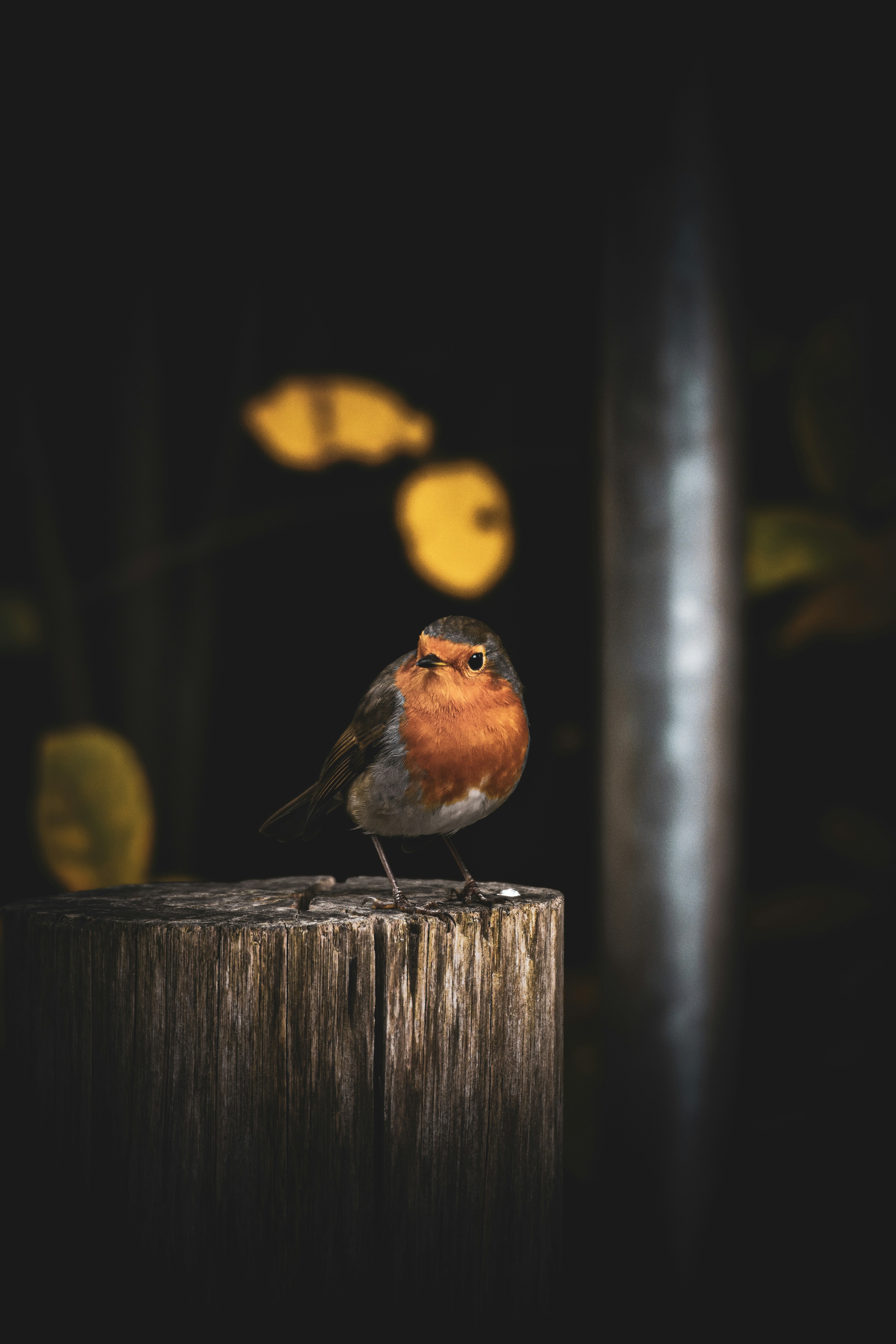 A small bird sitting on top of a wooden post