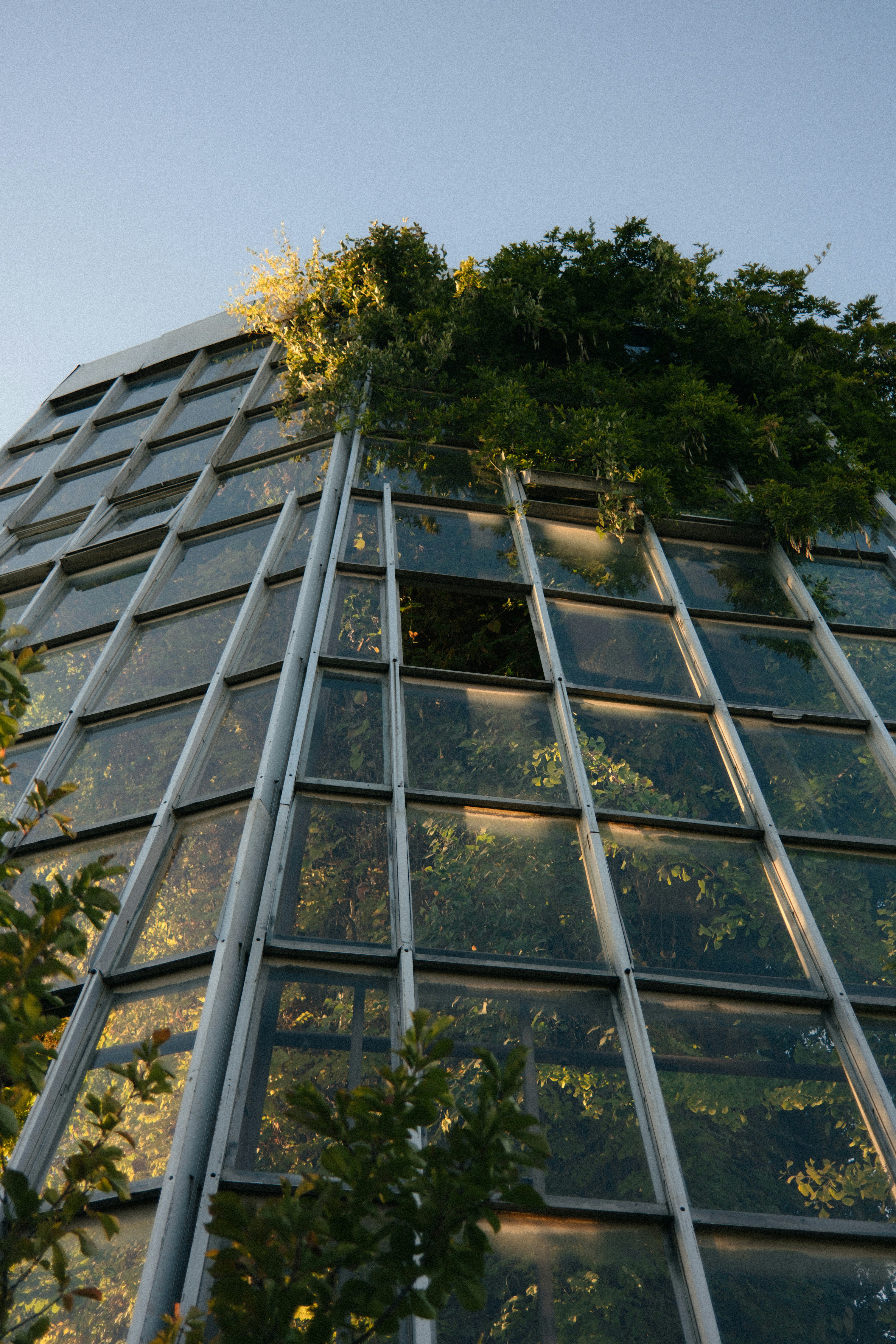 A very tall building with a tree growing on it's side