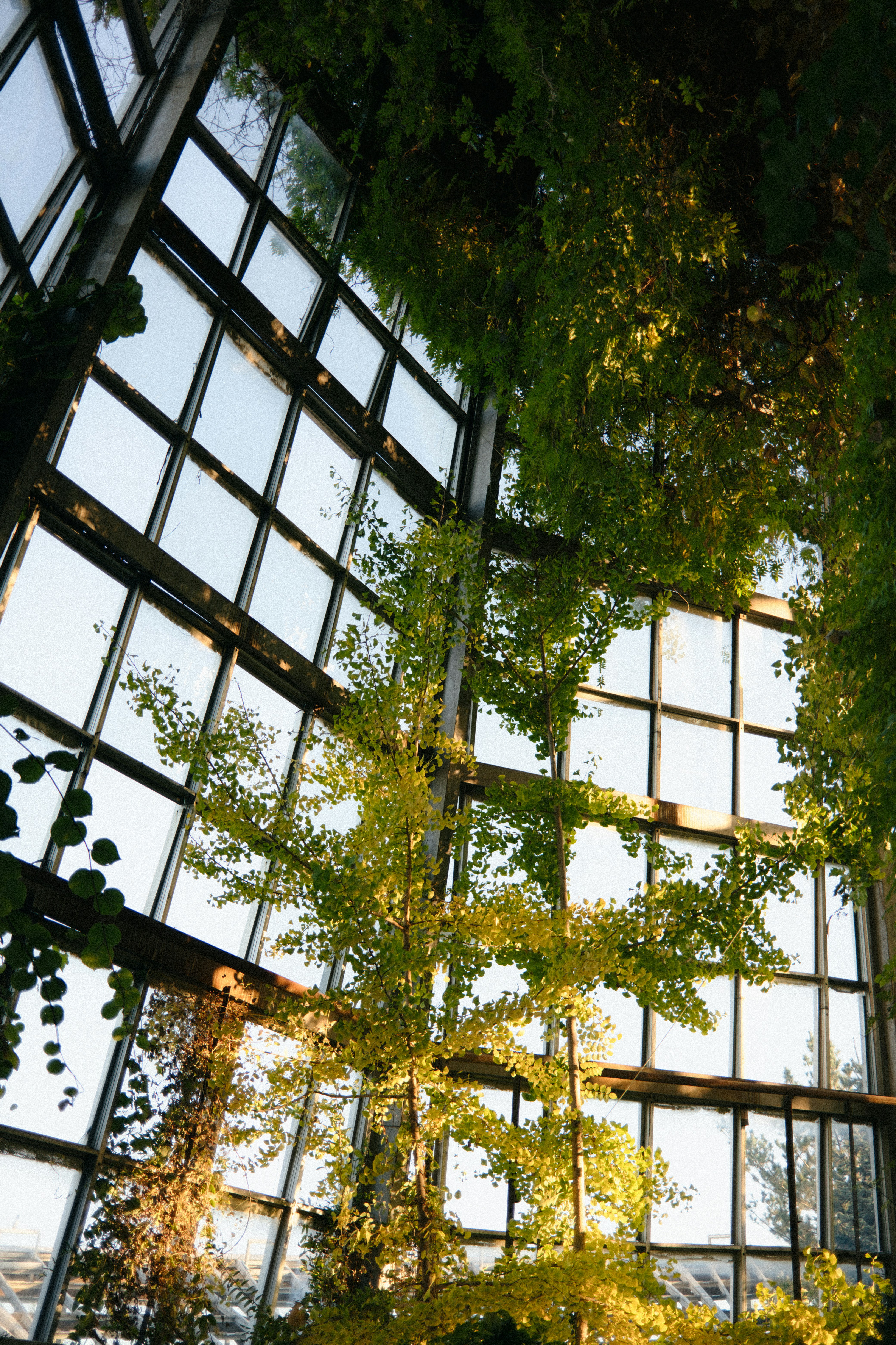 A room filled with lots of windows covered in plants