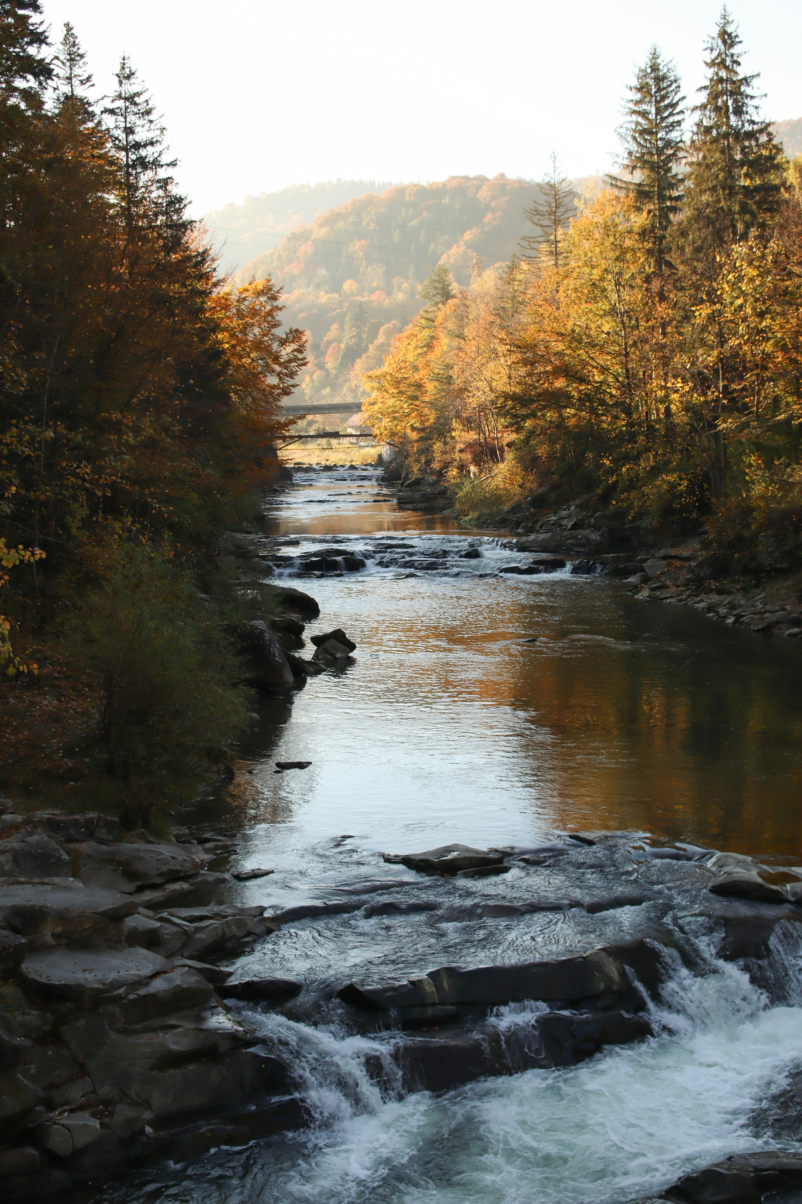 A river running through a forest filled with lots of trees