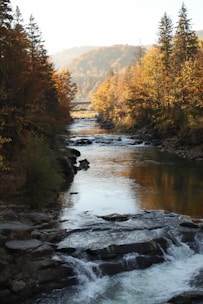 A river running through a forest filled with lots of trees