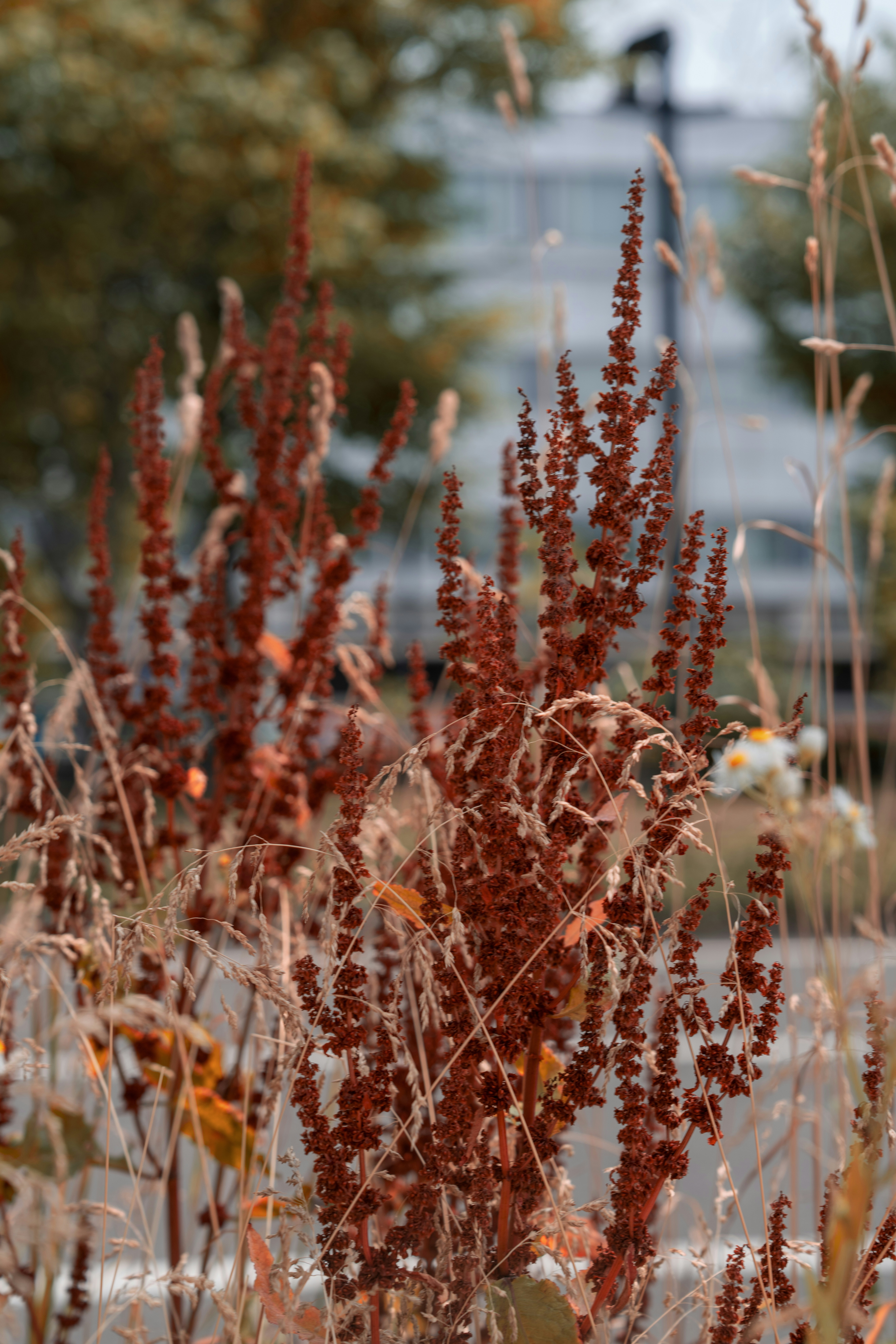 A bunch of plants that are in the grass