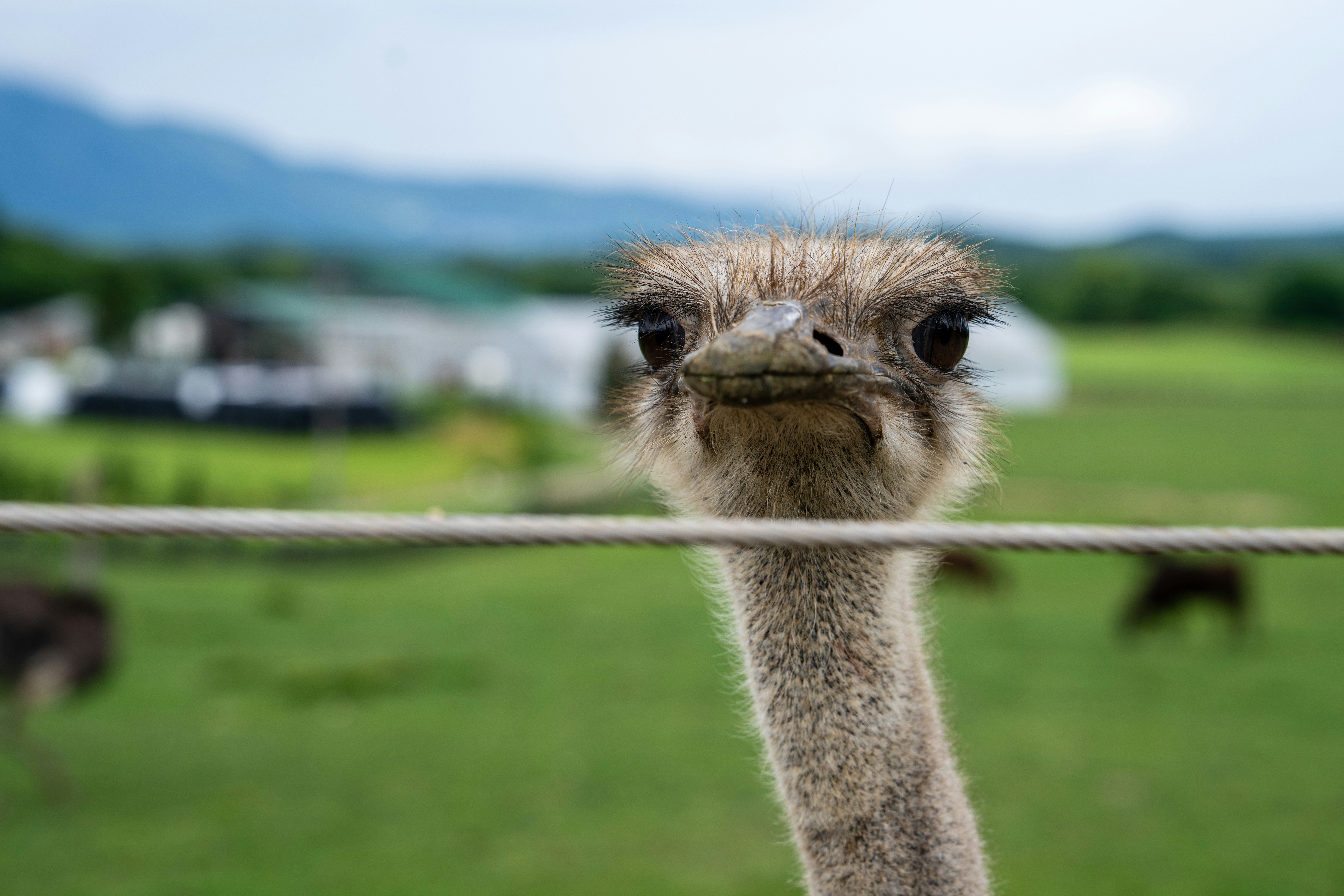An ostrich looking over a wire fence