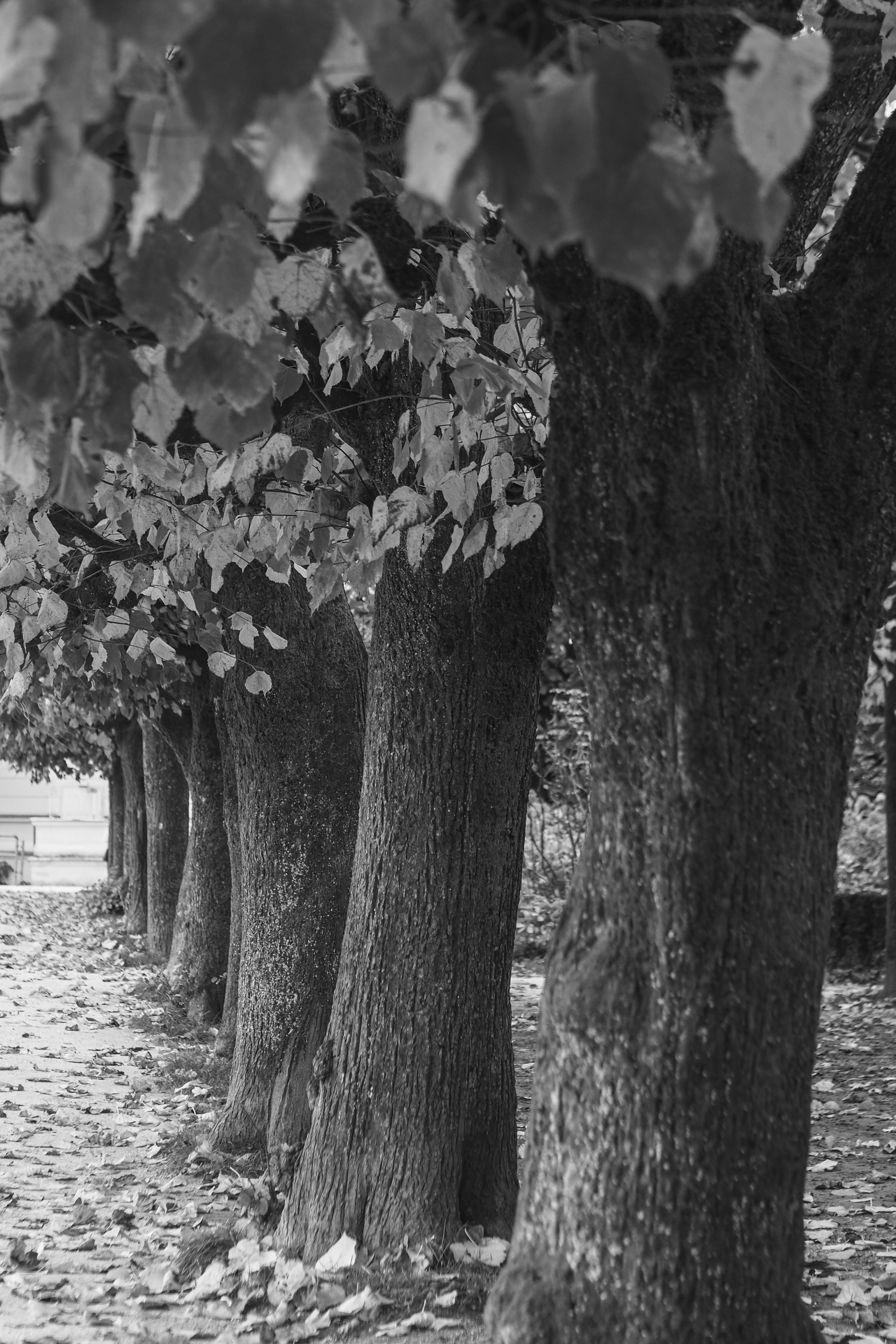 Photo by laurachouette