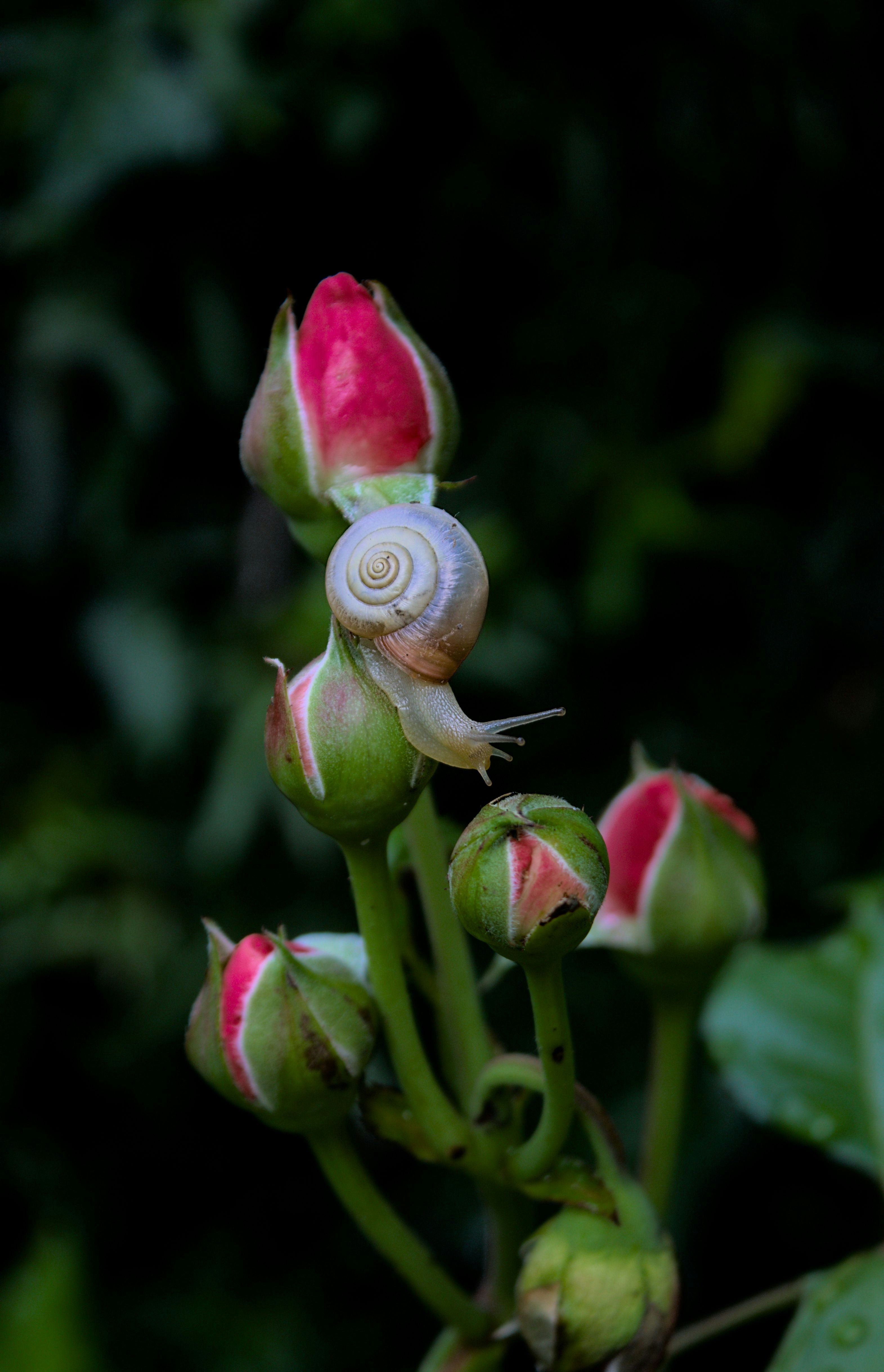 A close up of a flower bud with a snail crawling on it