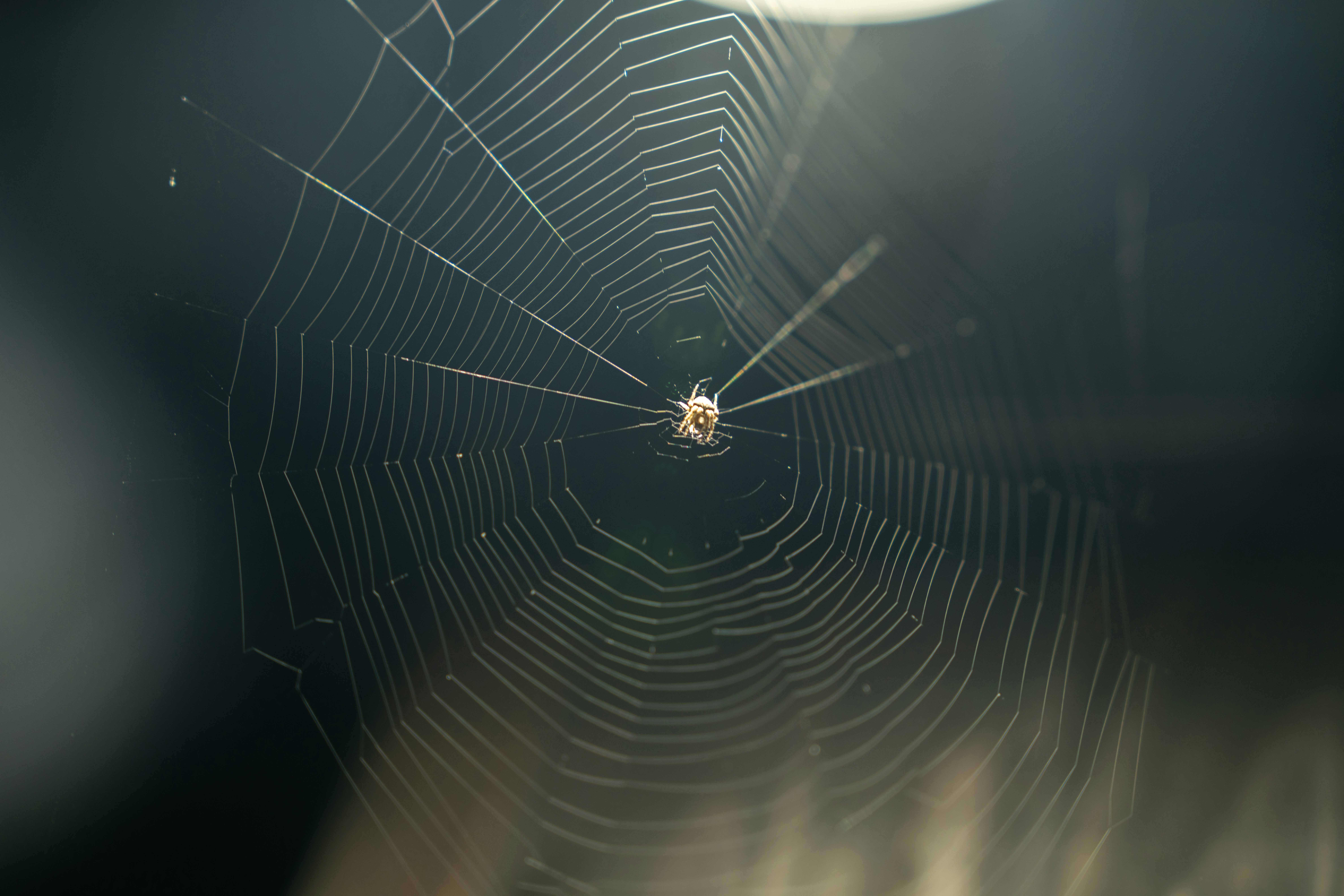 A spider web in the middle of a dark room