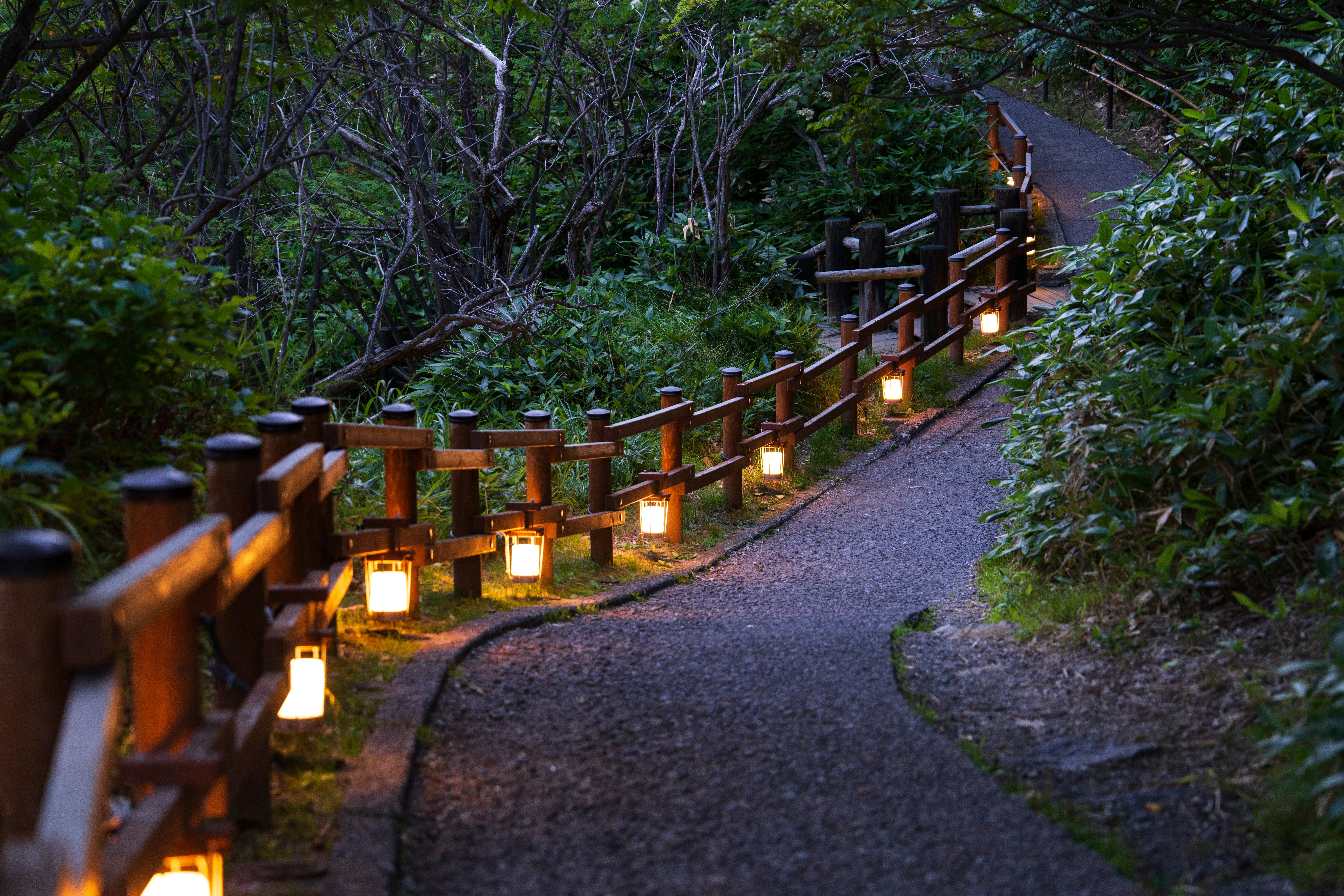 A path lined with lit candles in the middle of a forest