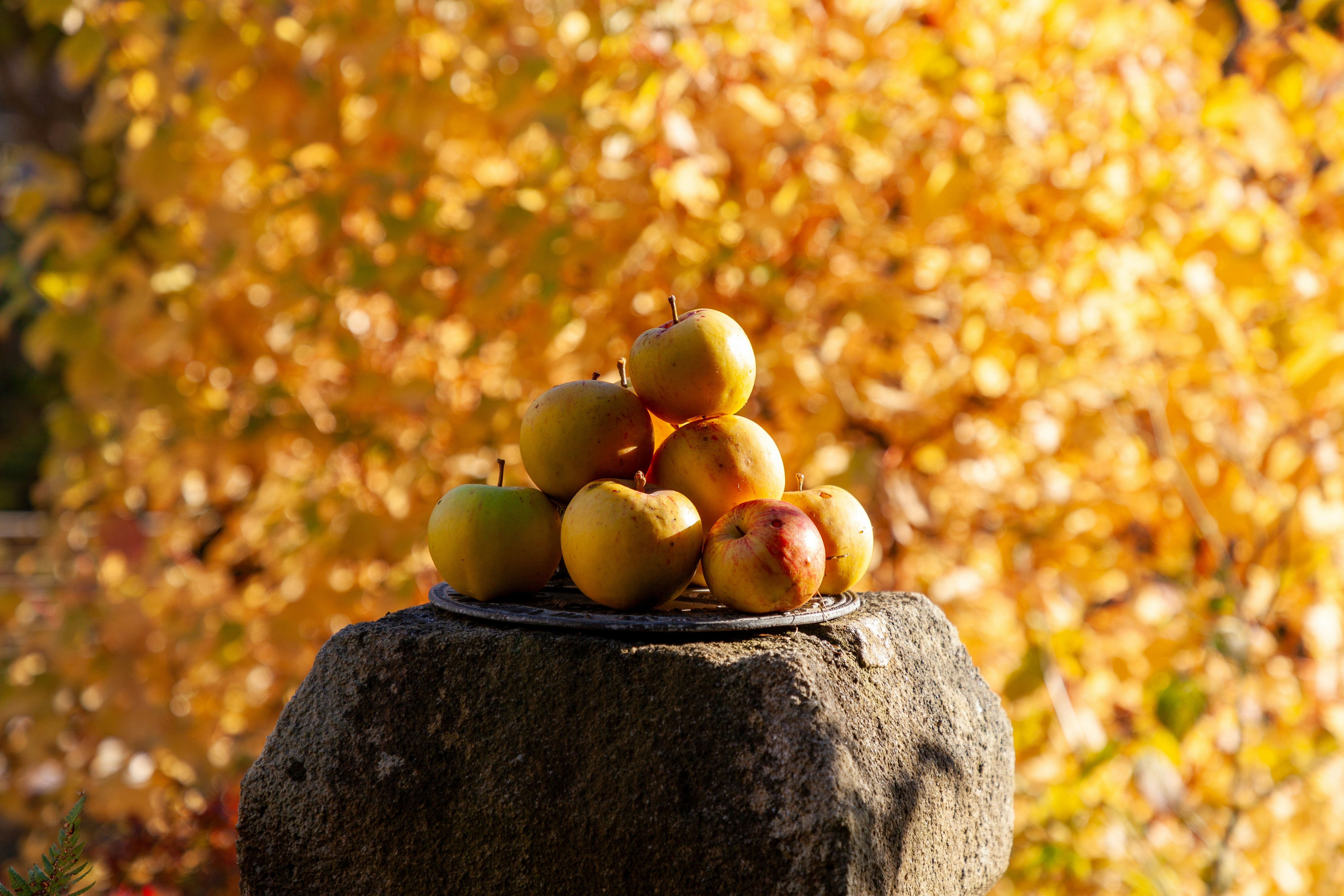 A bunch of fruit sitting on top of a rock