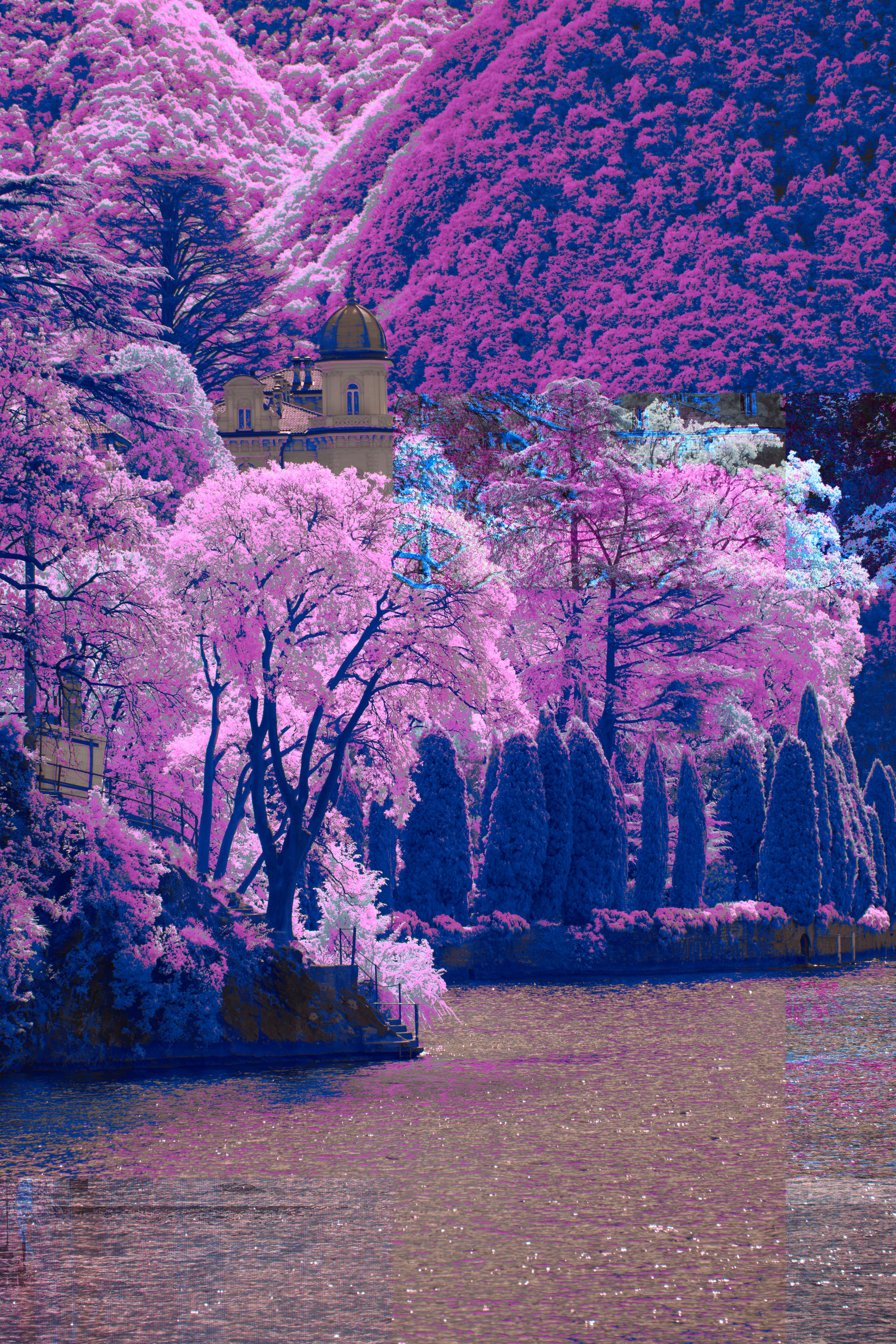 Un lago rodeado de árboles cubiertos de flores rosadas foto – Imagen de Flor  gratuita en Unsplash, image size:3000x4500