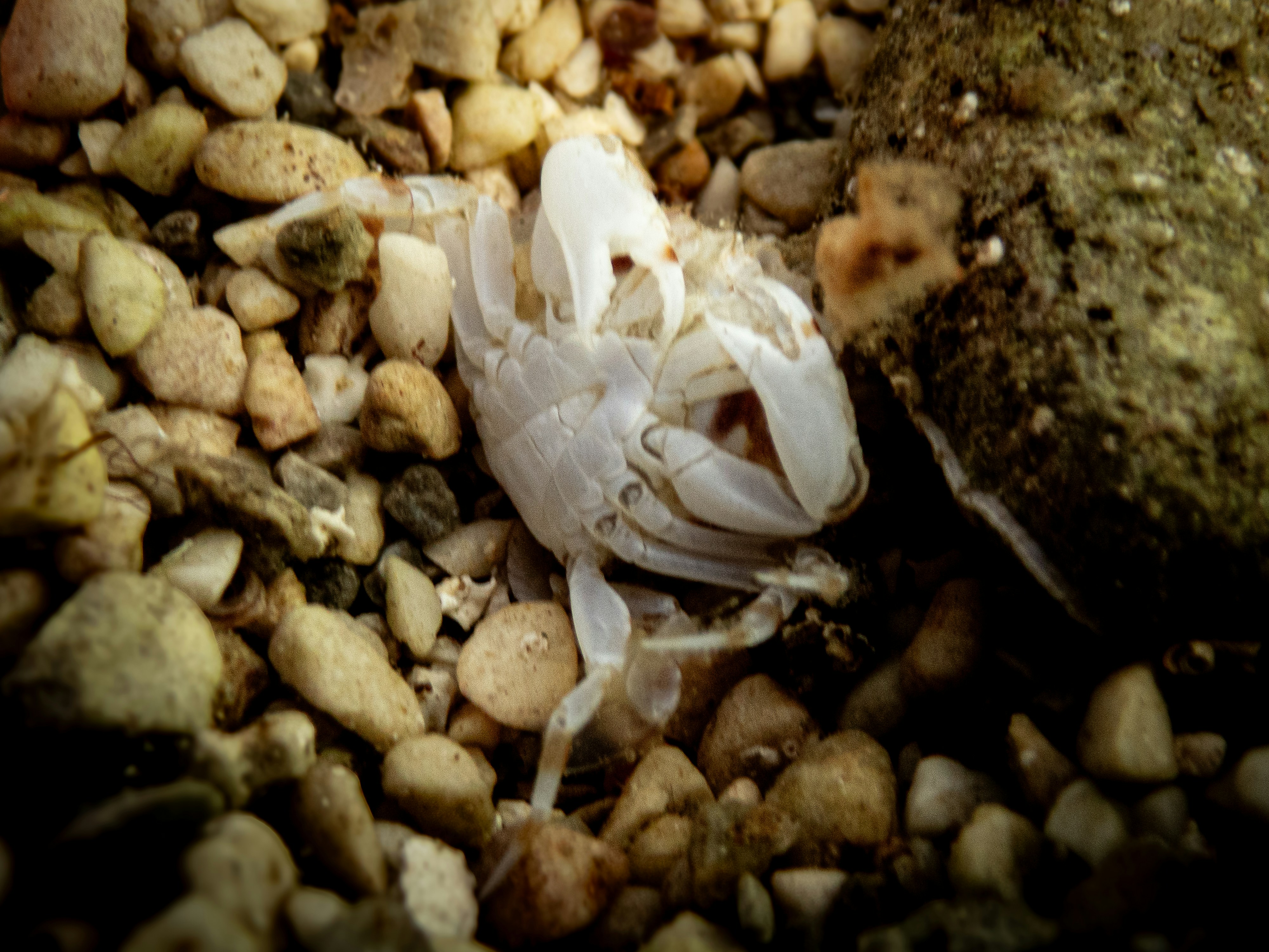 A dead animal laying on top of a pile of rocks