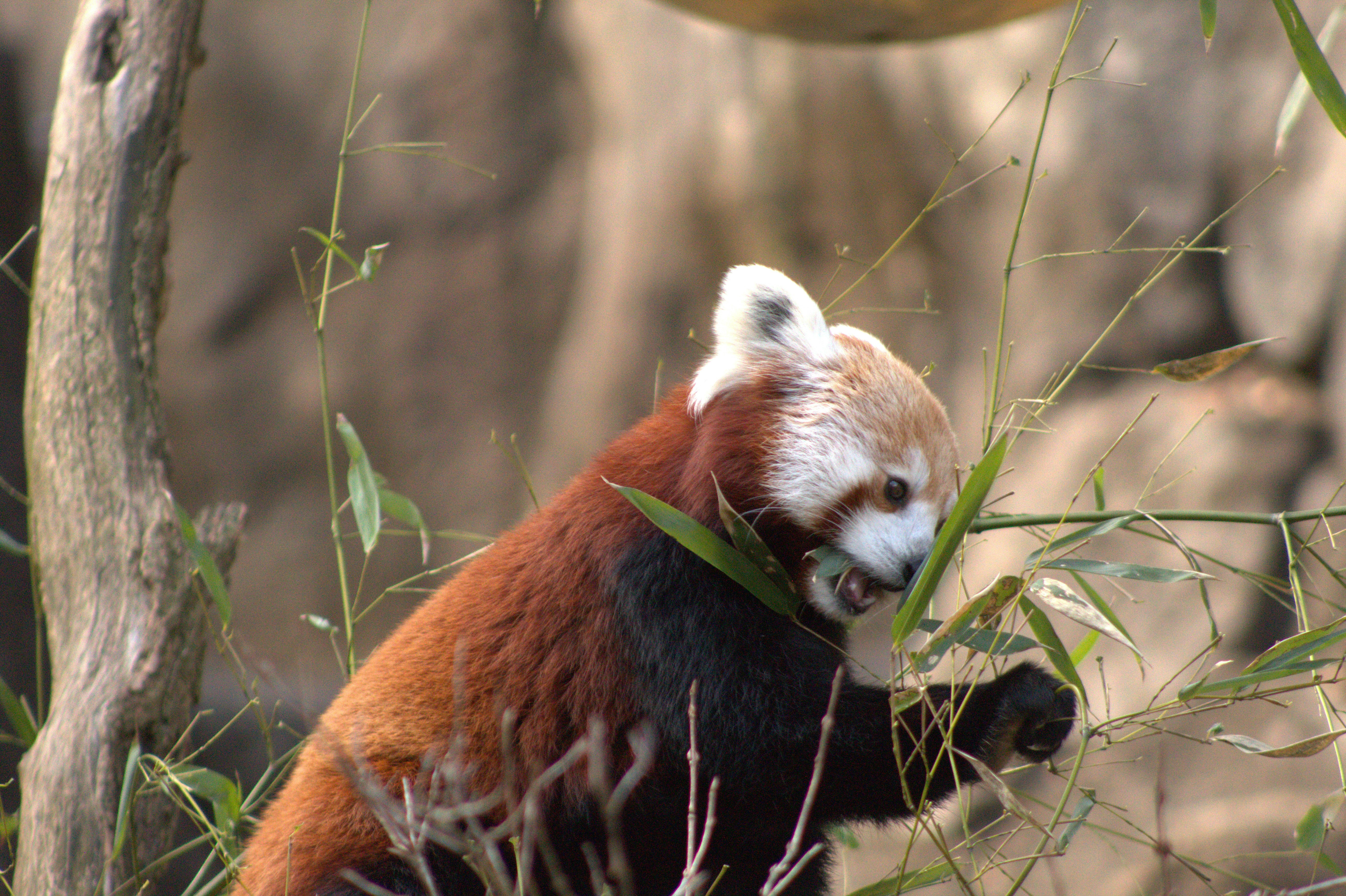 Ein Roter Panda frisst Bambus und lugt durch die Bltter. Foto   Kostenloses Bild zum Thema Essen auf Unsplash