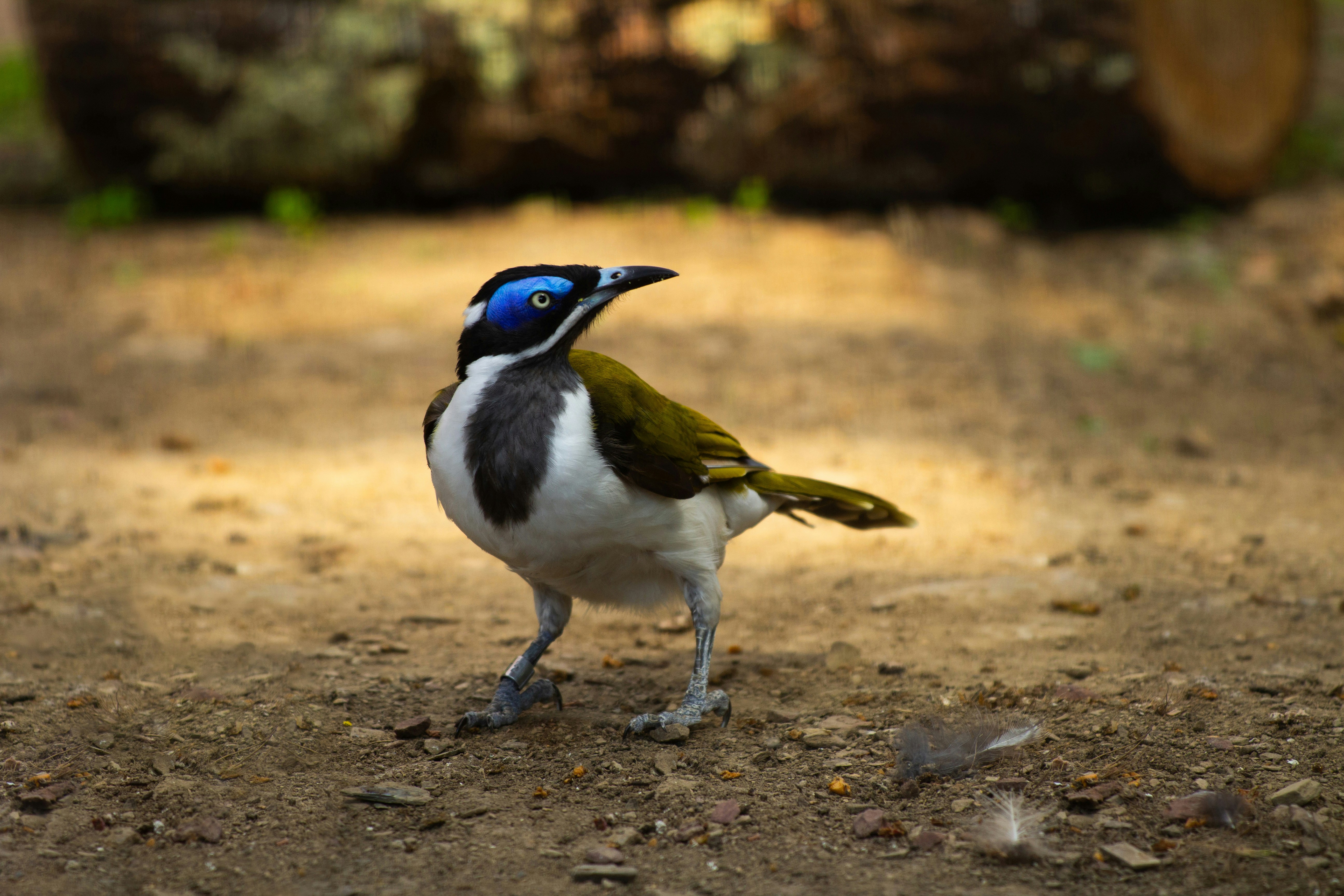 A small bird standing on top of a dirt road