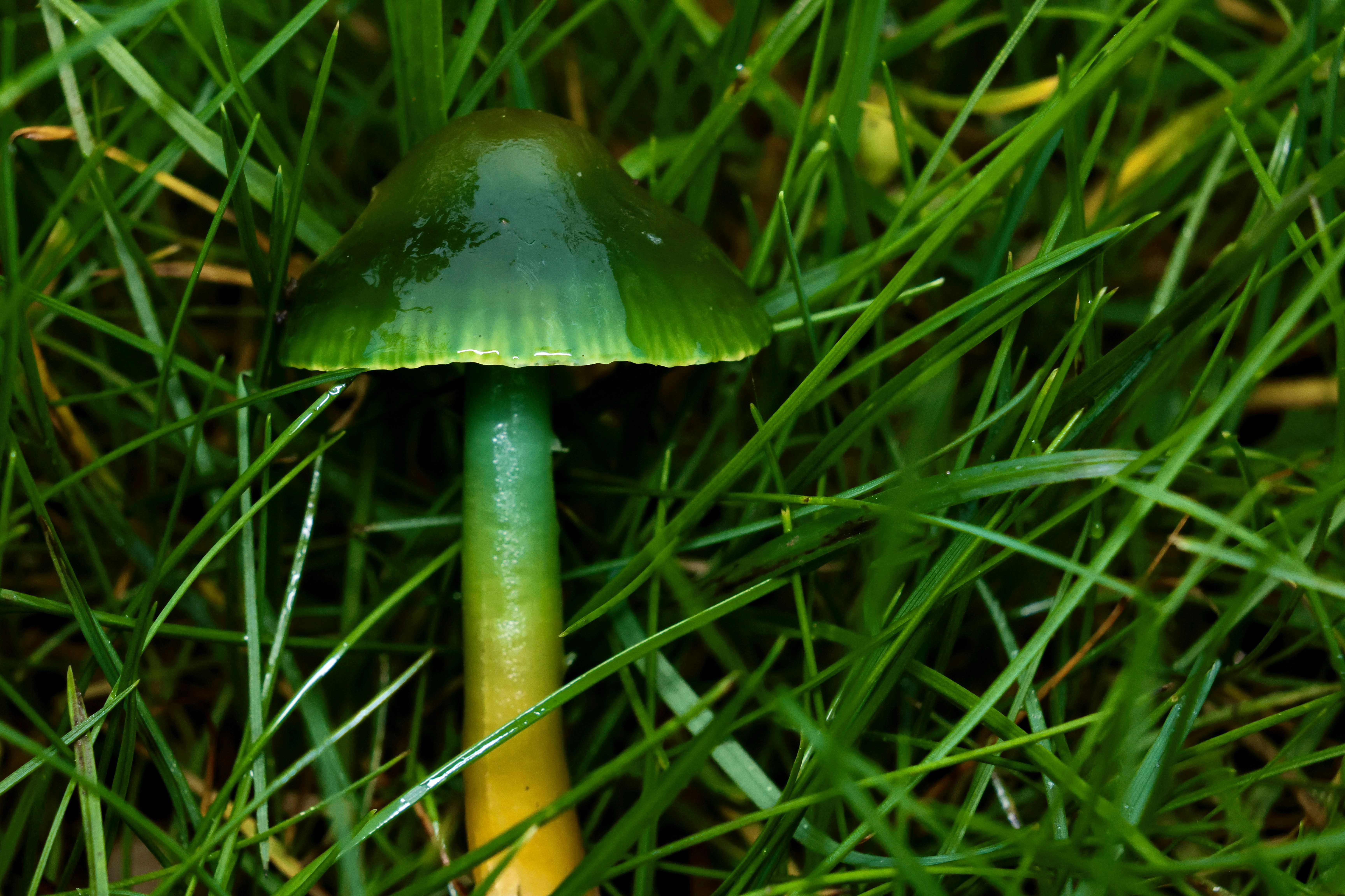 A green and yellow mushroom sitting in the grass
