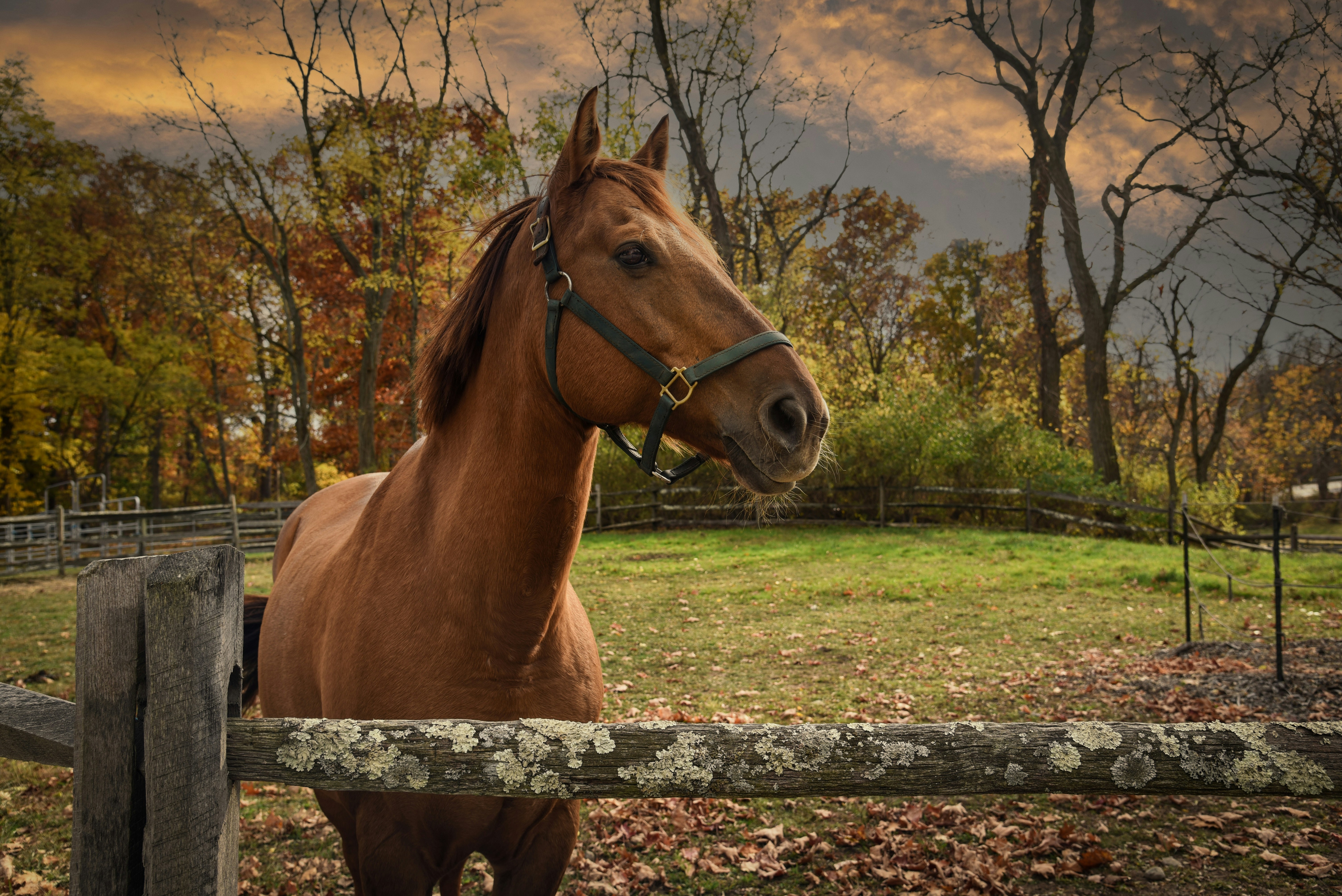 A brown horse standing next to a wooden fence