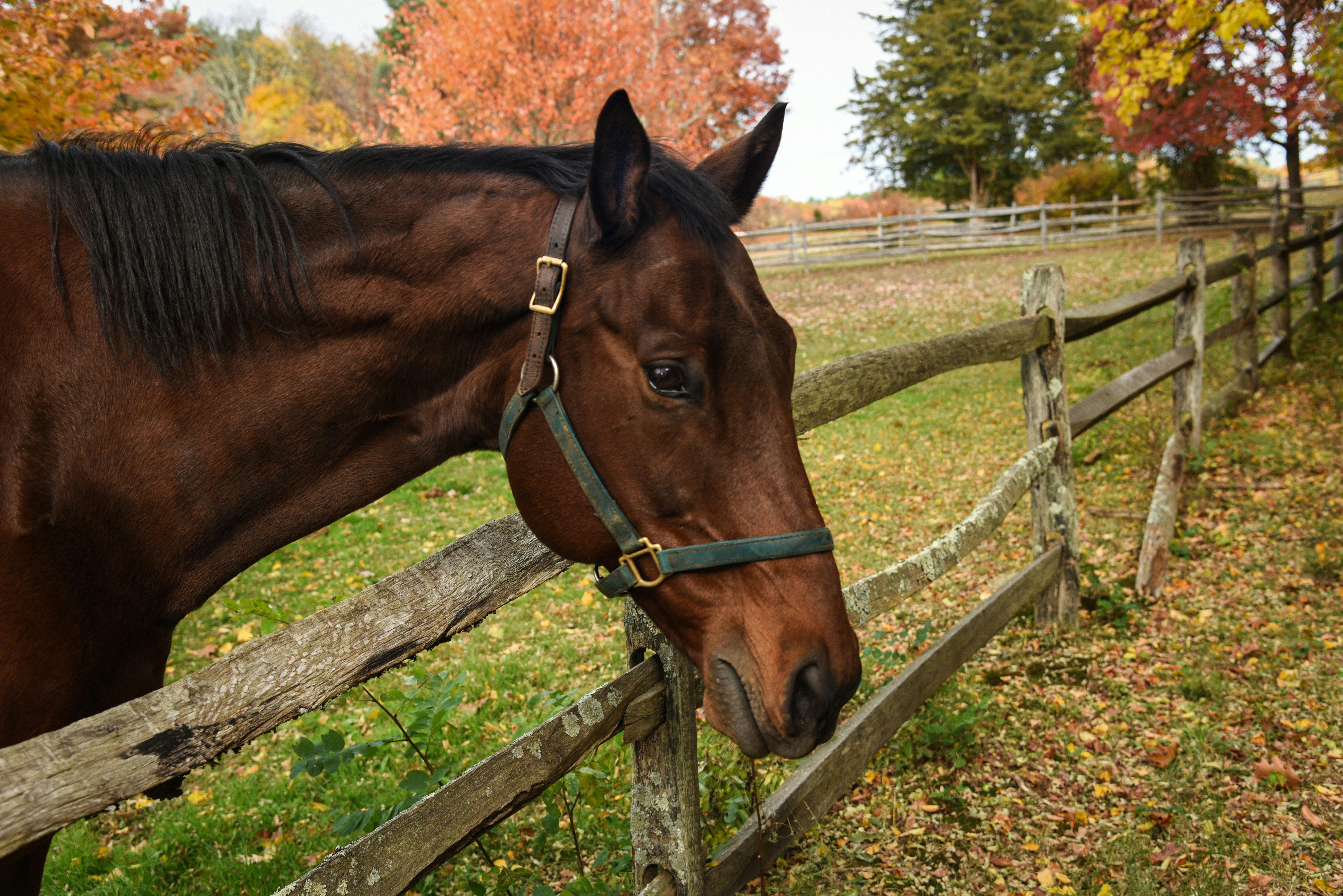 A brown horse standing next to a wooden fence