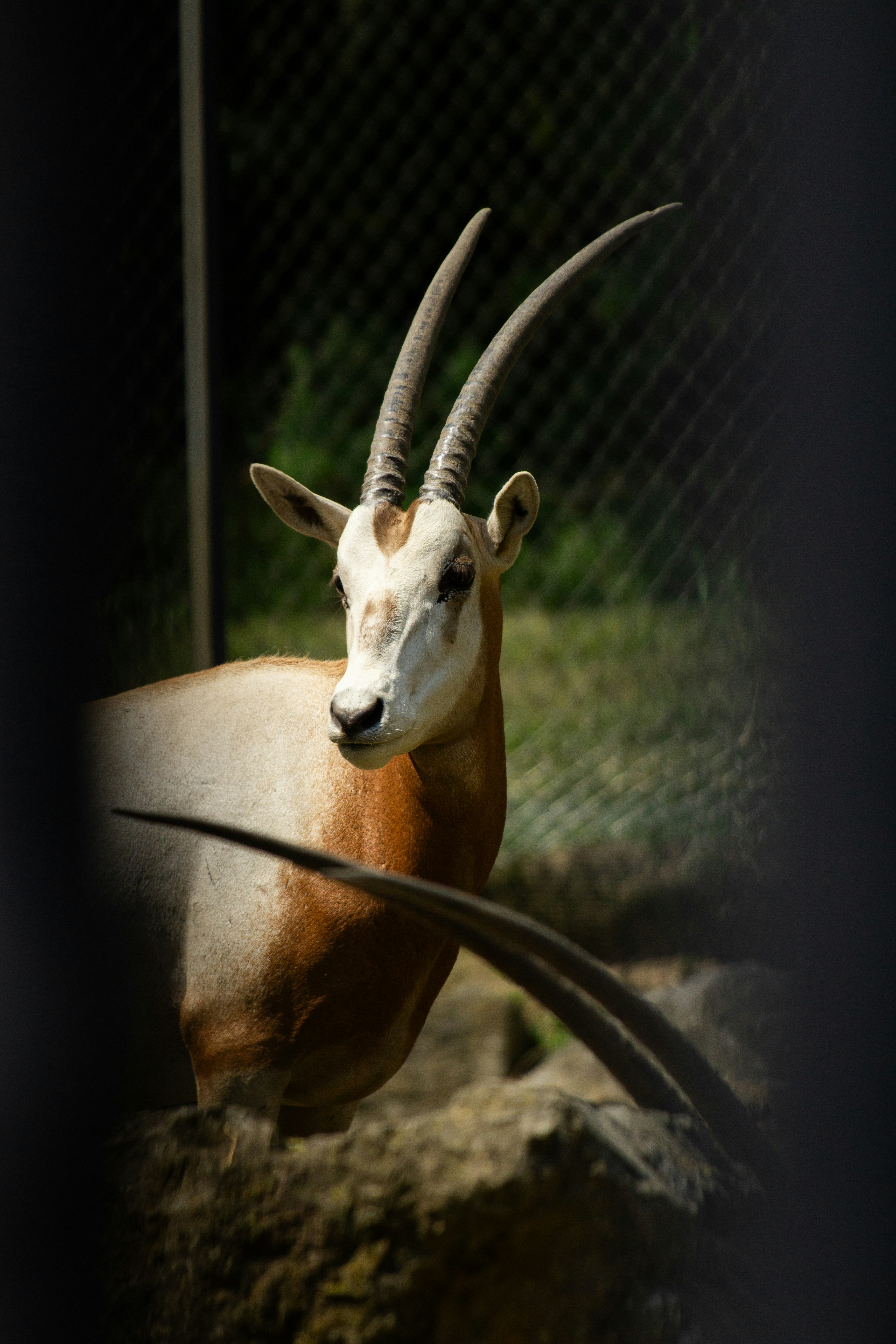 An antelope standing in a fenced in area