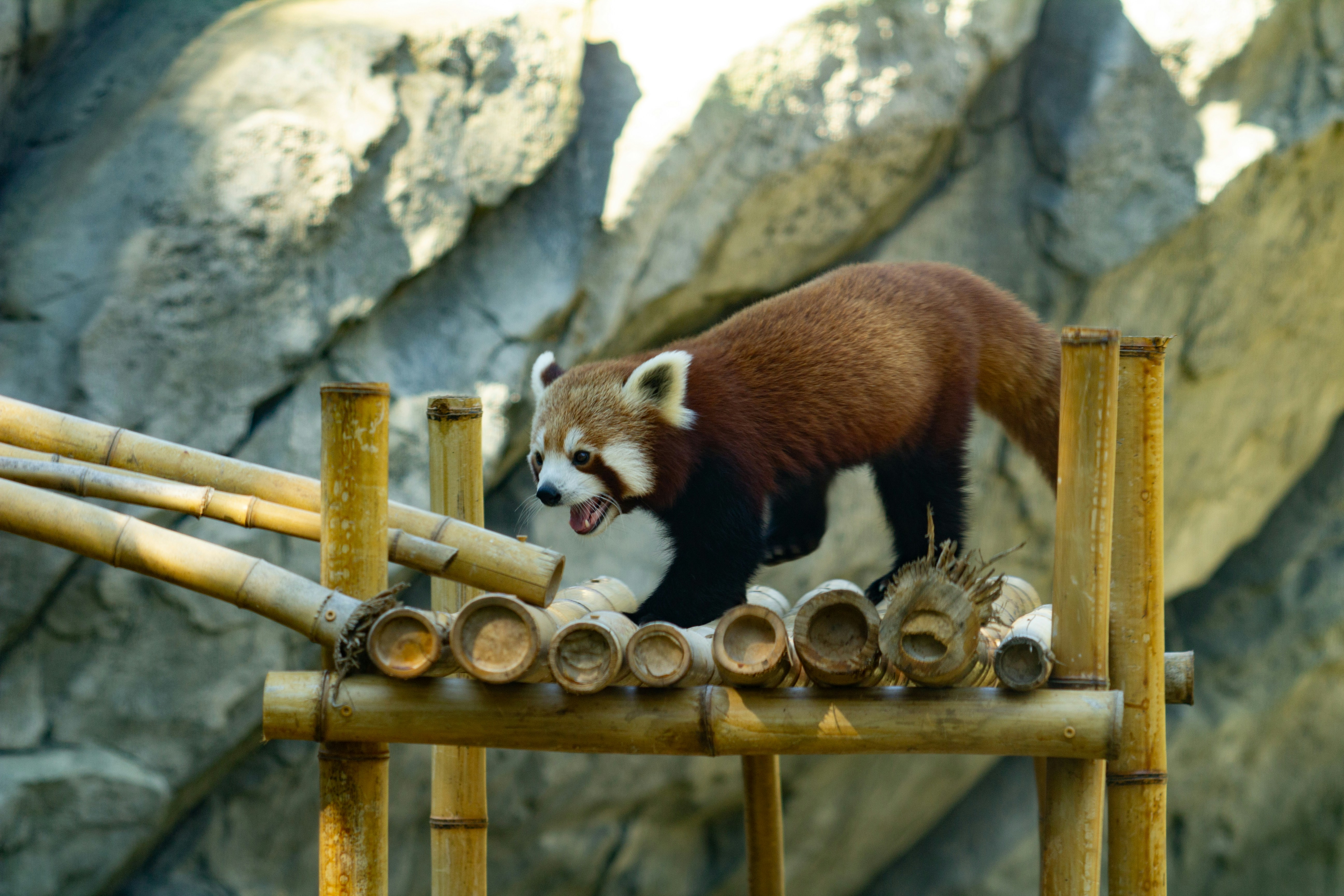 A brown and white animal standing on top of a pile of logs