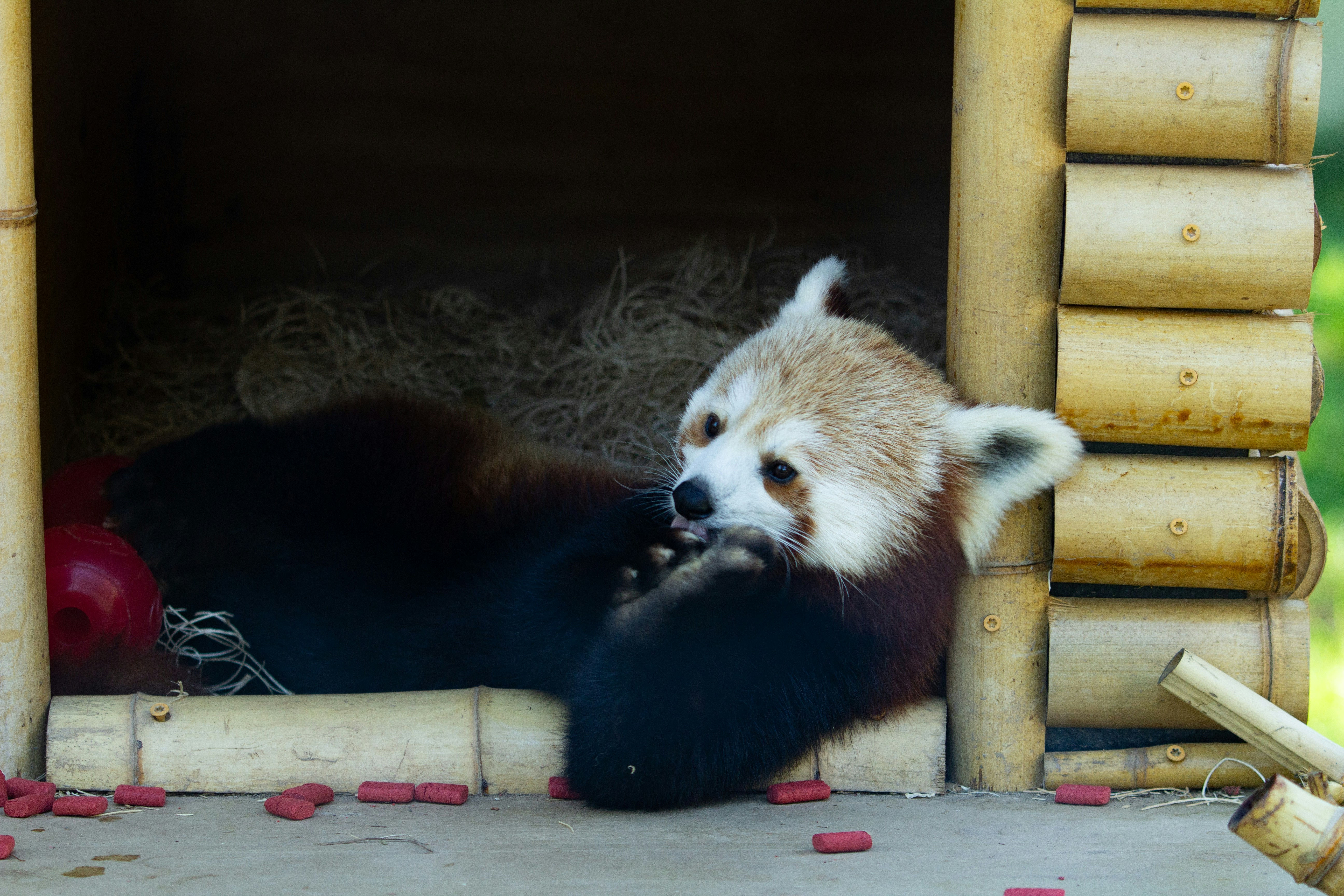 A panda bear laying down in a wooden enclosure