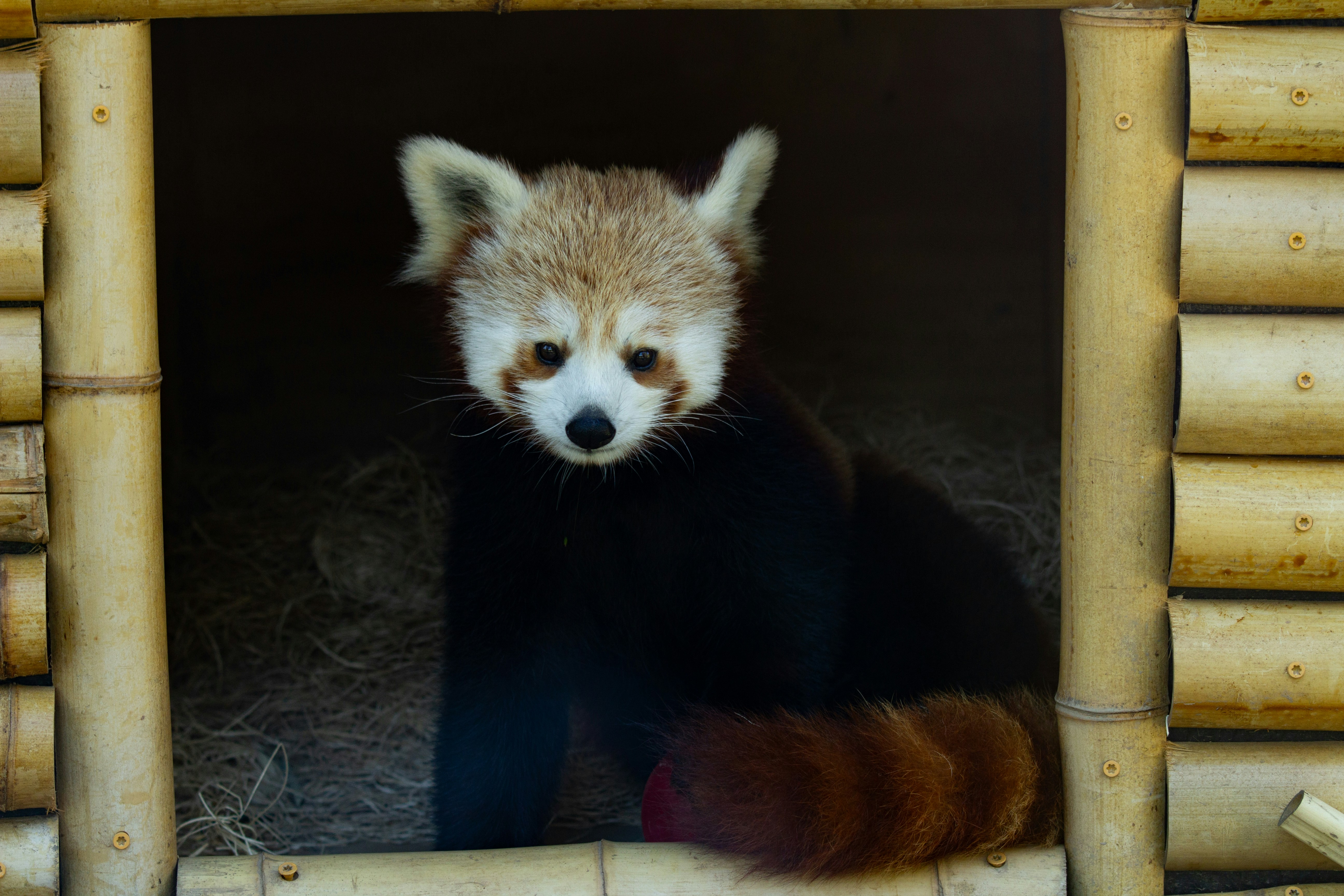 A red panda bear sitting in a wooden enclosure
