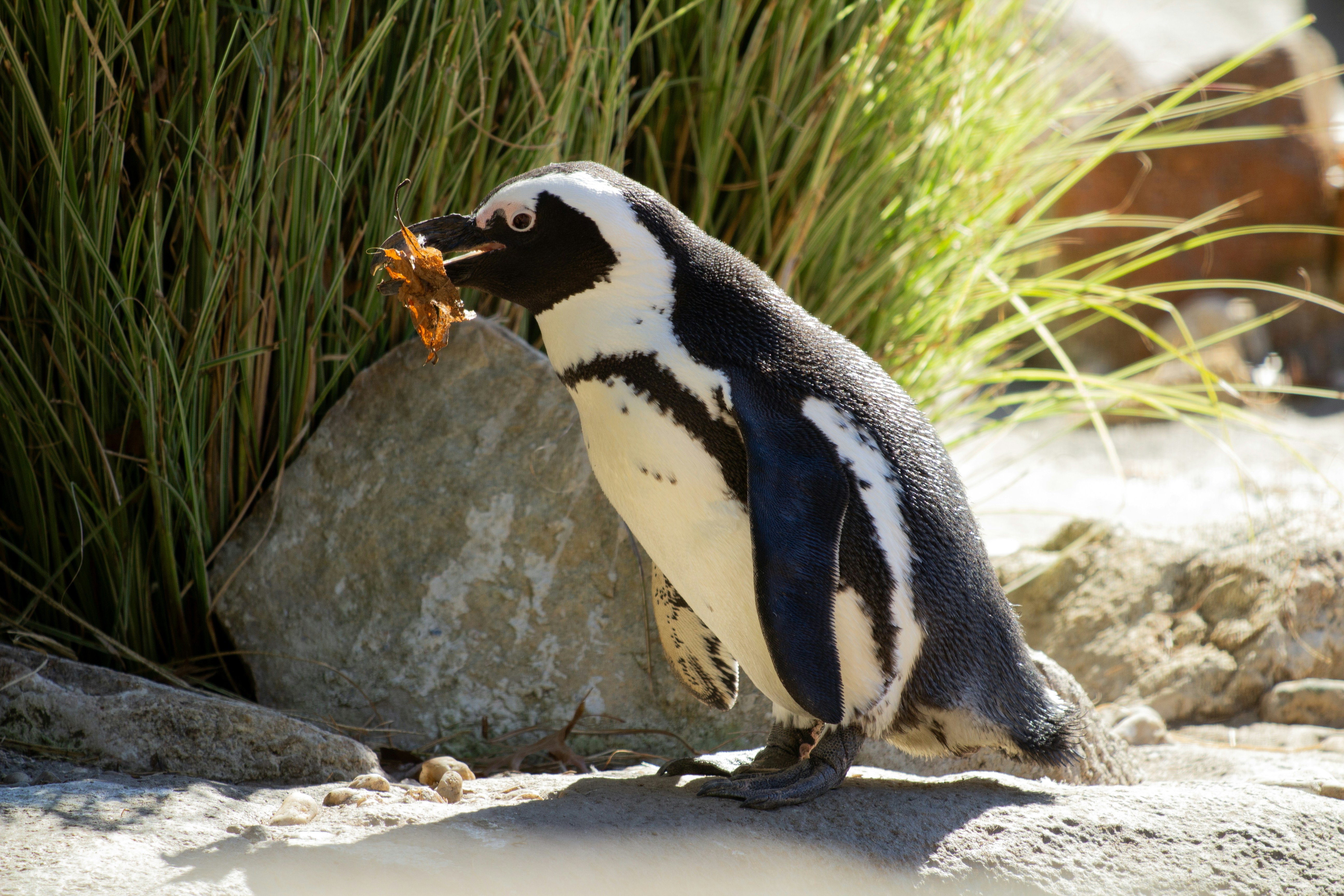 A penguin sitting on a rock eating something