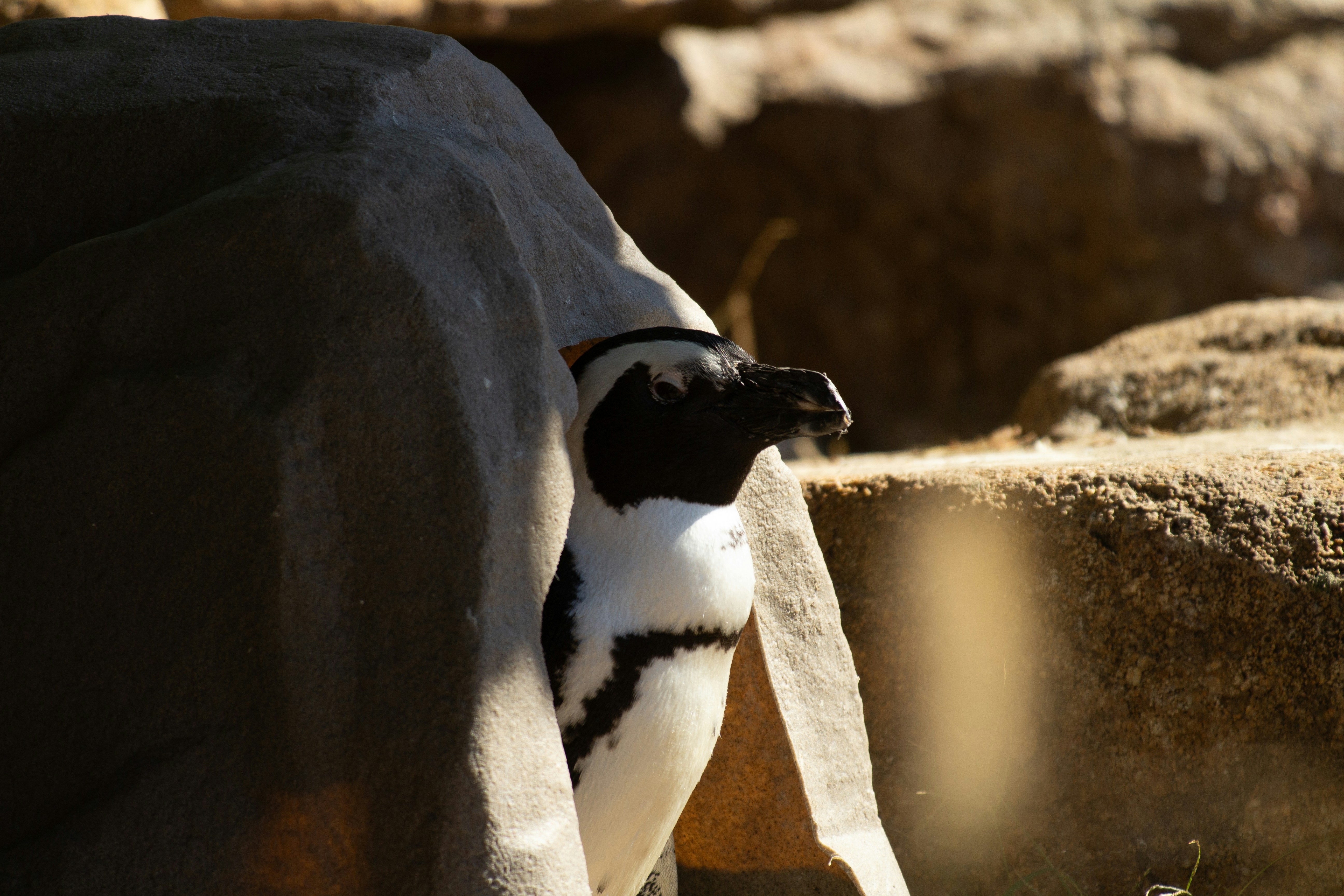 A black and white animal standing next to a rock