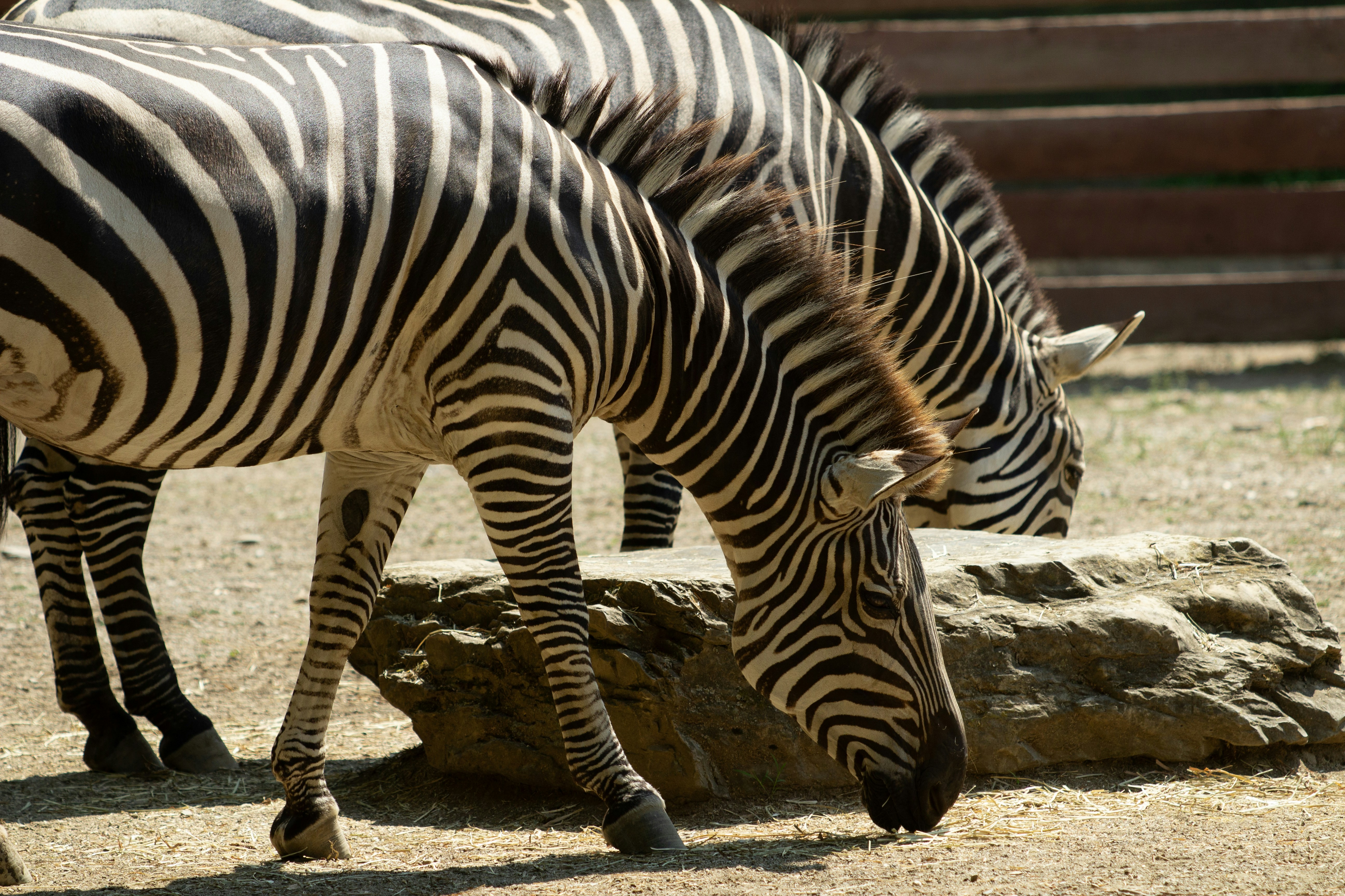 A group of zebras standing next to each other
