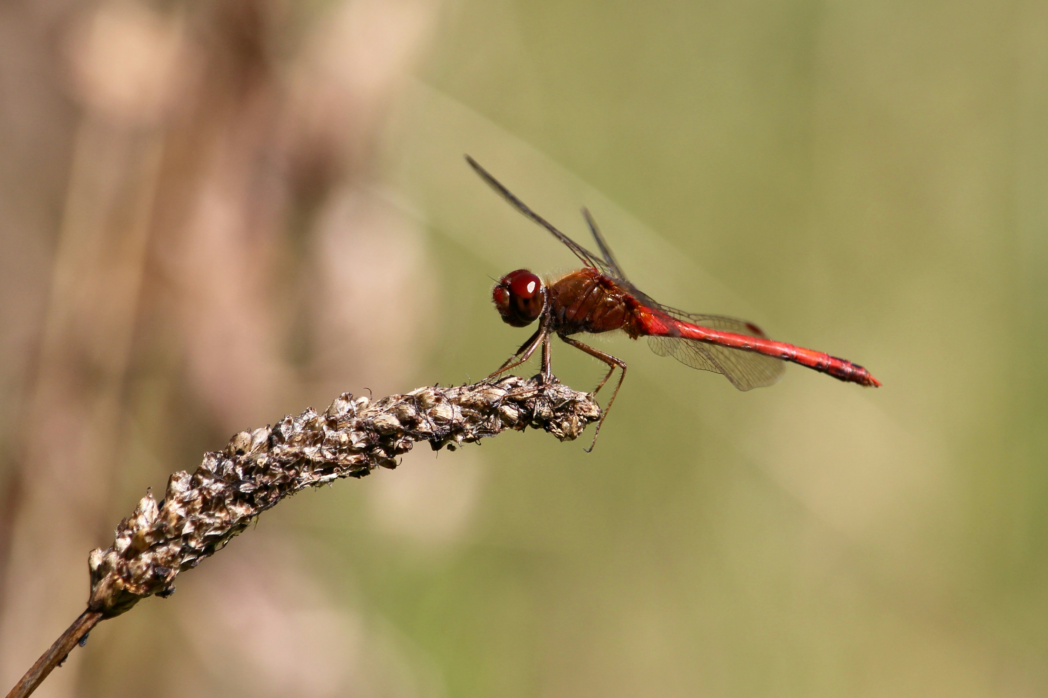 Photo by cecilemousist