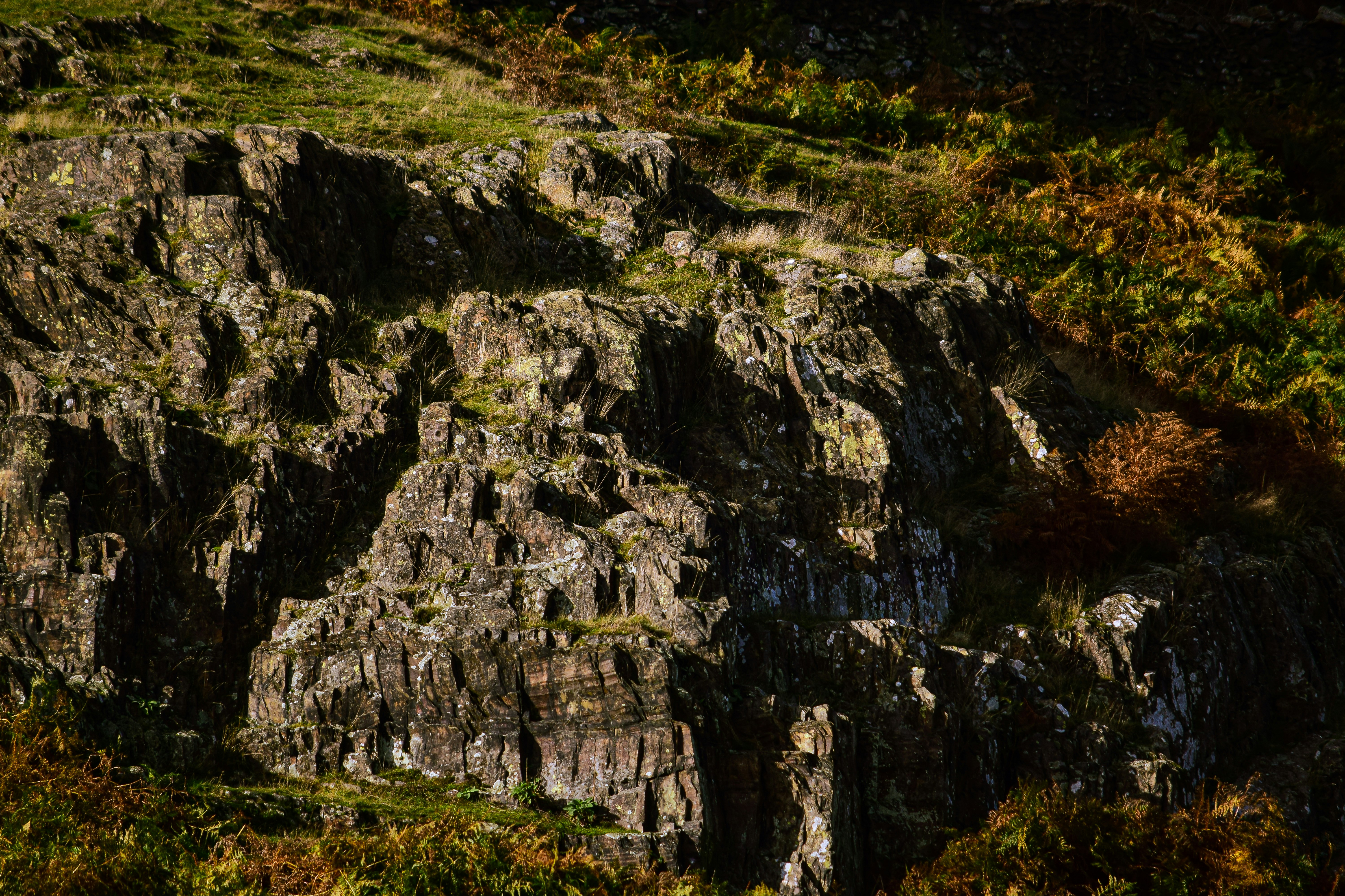 A sheep standing on top of a lush green hillside