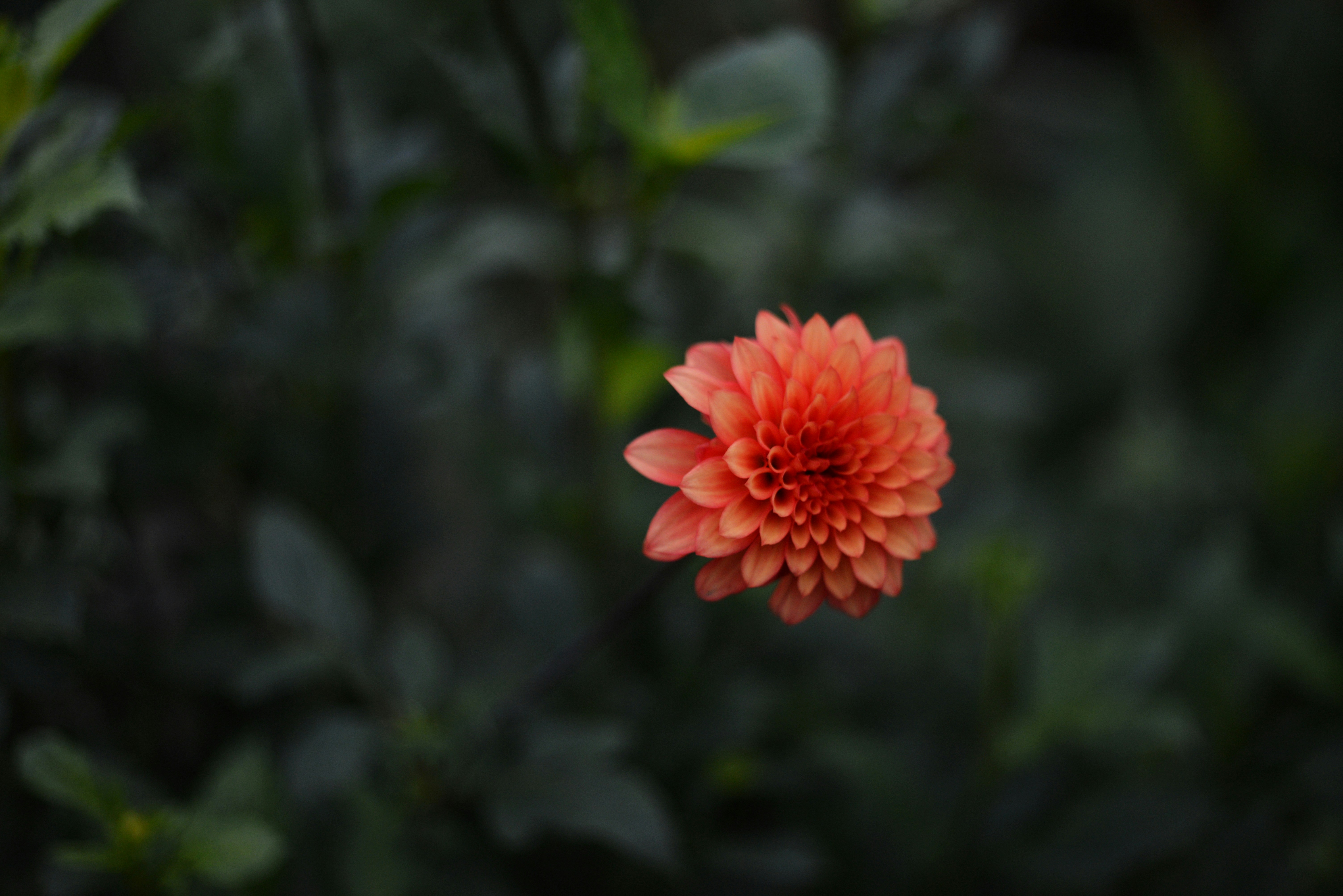 Photo by cherstve_pechivo