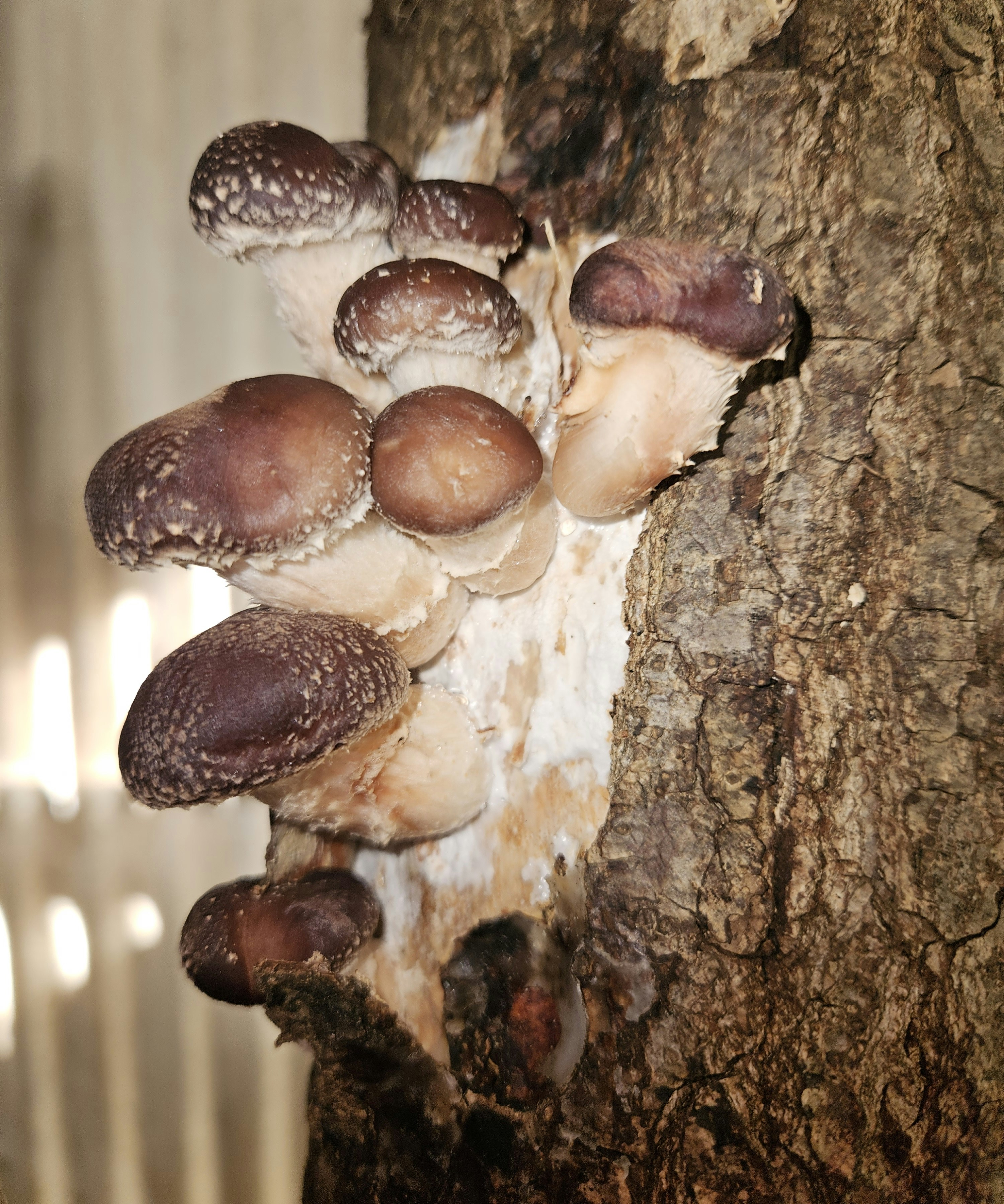 Dried shiitake mushrooms with dark brown umbrella caps and cream gills, rustic wooden background, moody lighting