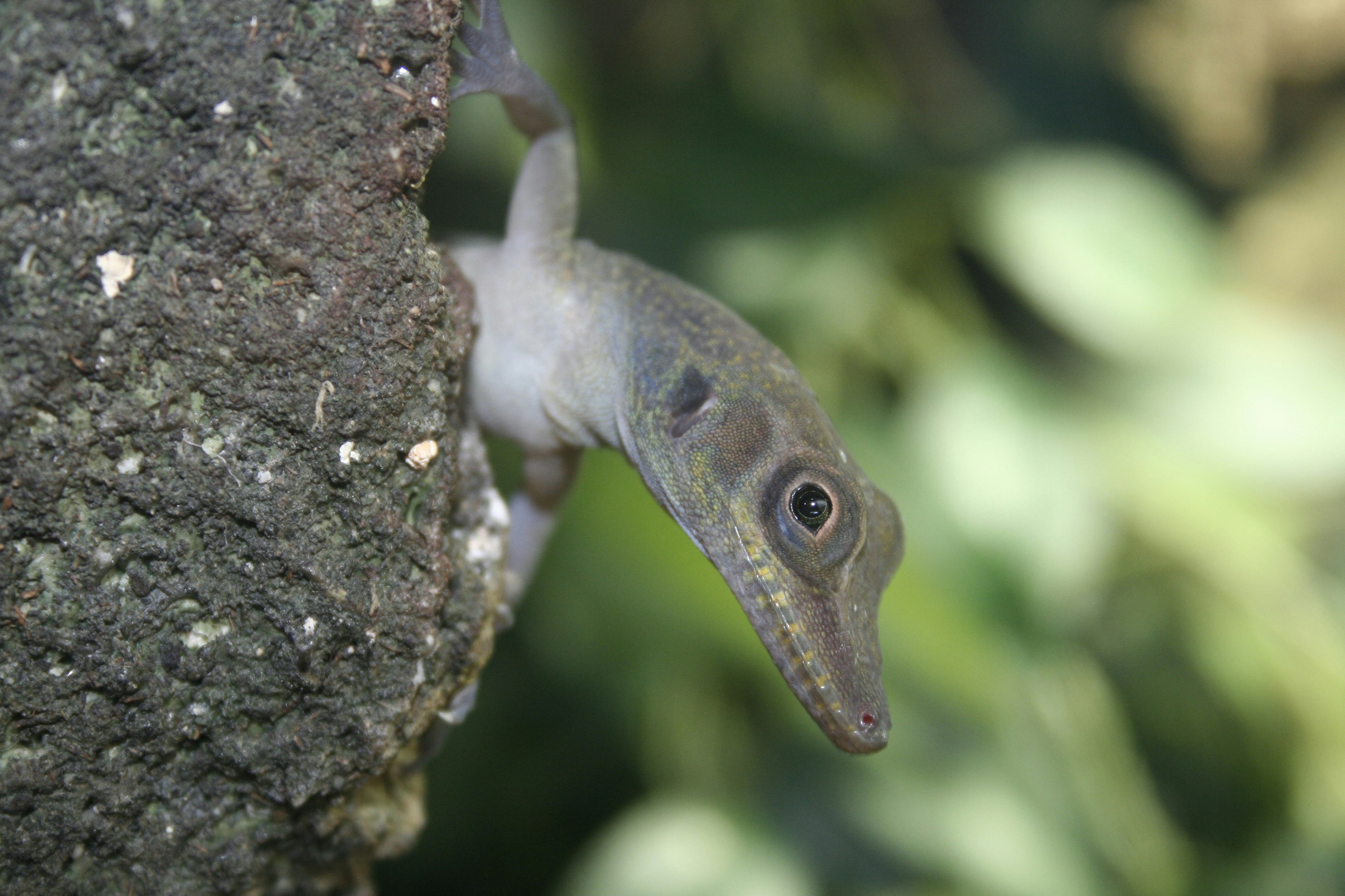 A gecko climbing up a tree trunk