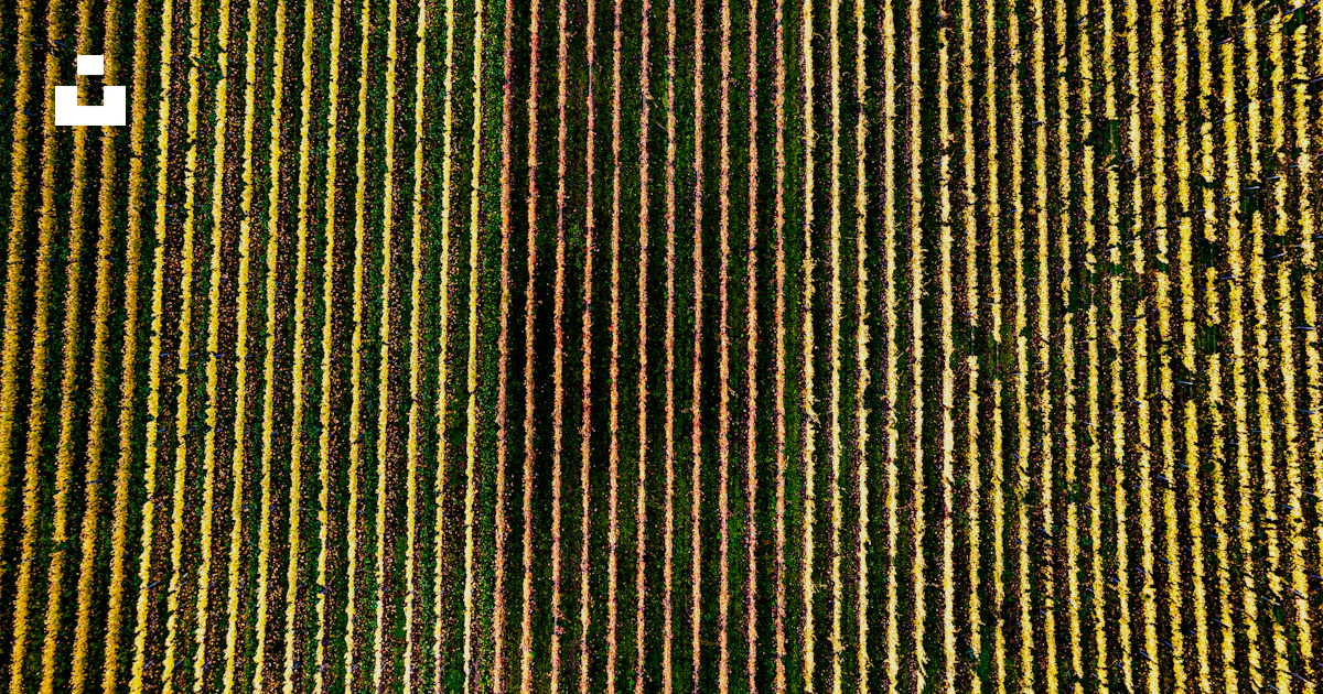 Yellow Rows An aerial view of a yellow and green field photo – Free Green Image on ...