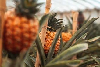 A bunch of pineapples in a greenhouse