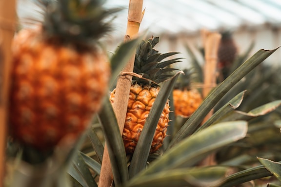 A bunch of pineapples in a greenhouse