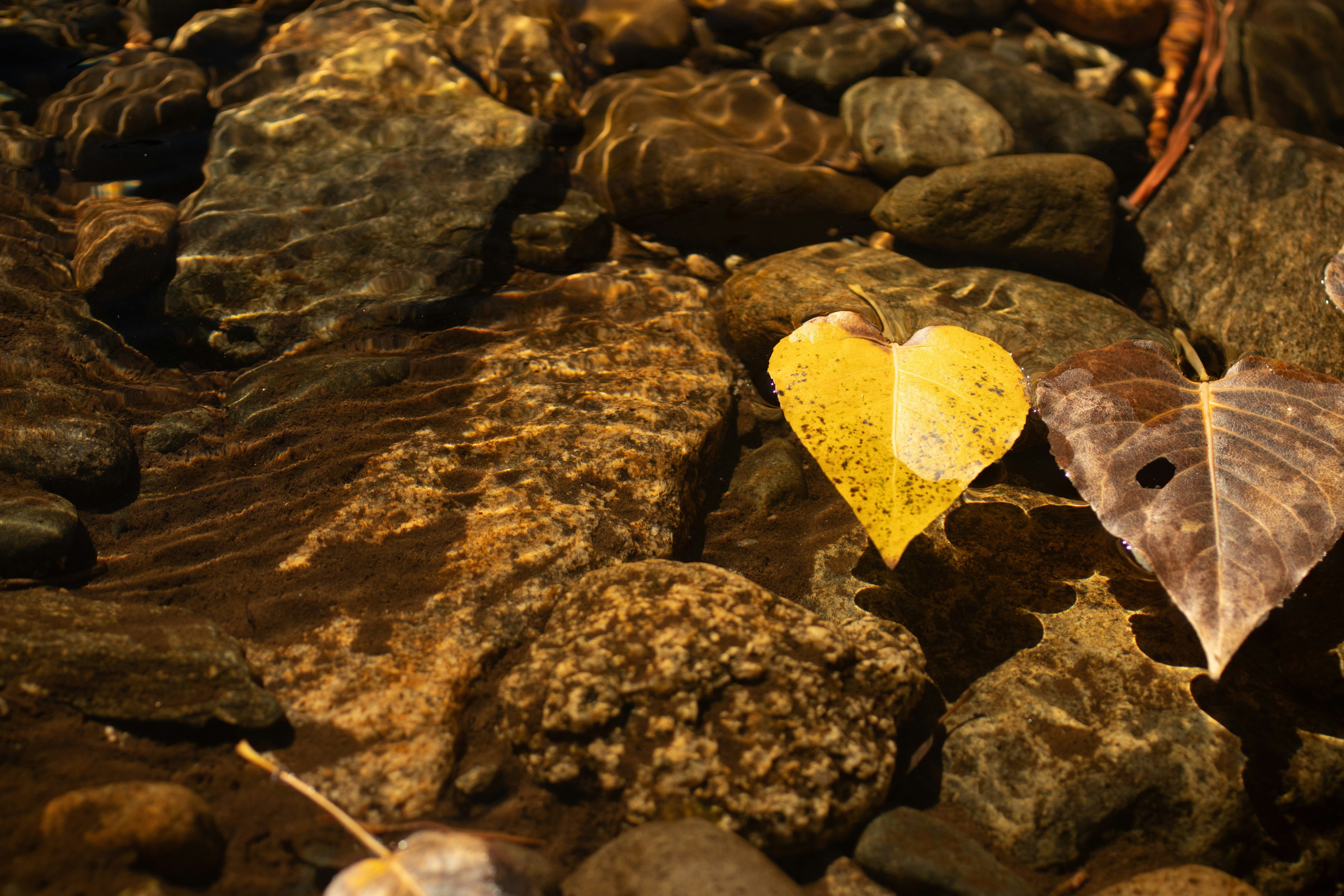 A couple of moths sitting on top of rocks