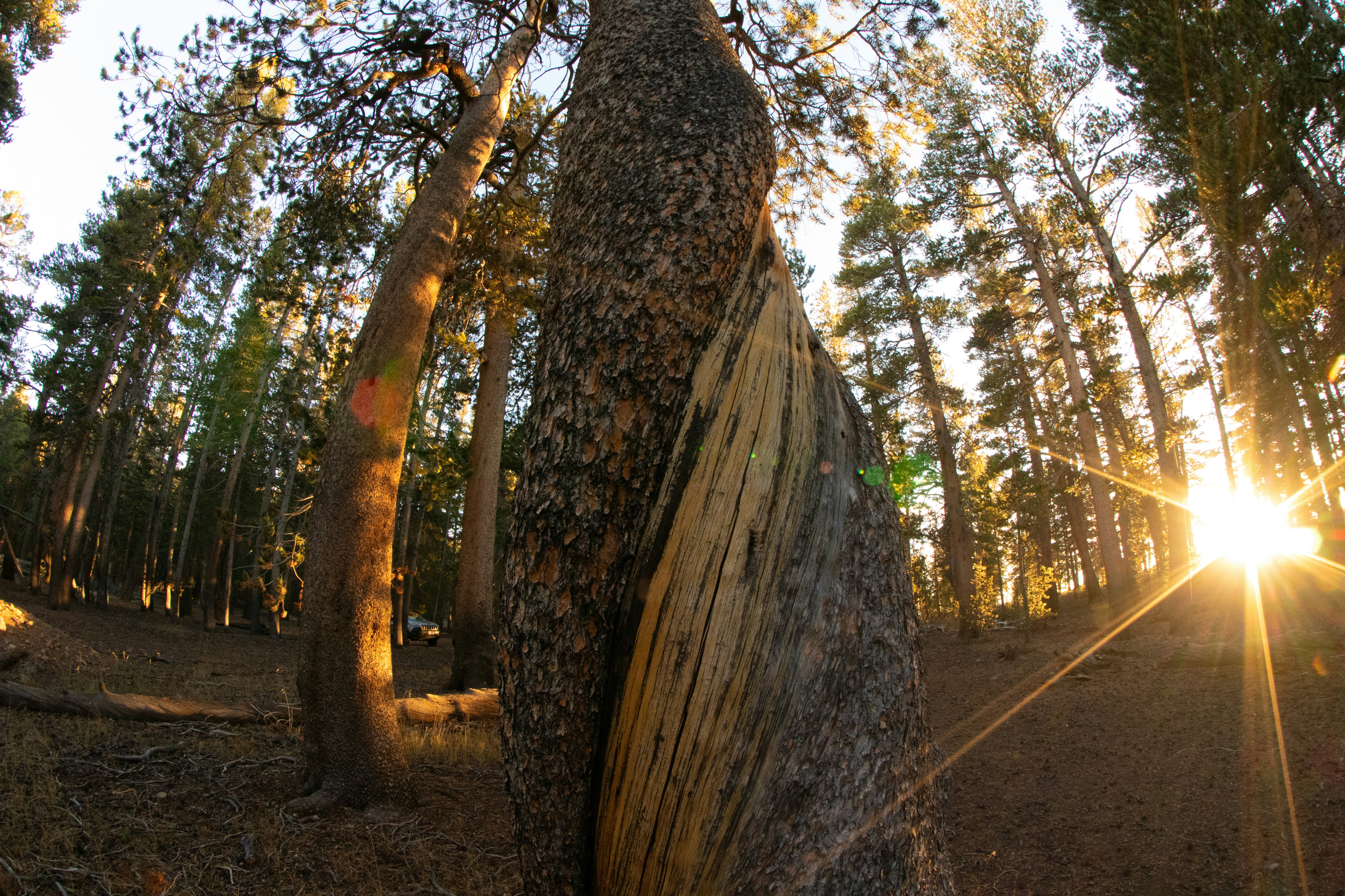 The sun is shining through the trees in the forest