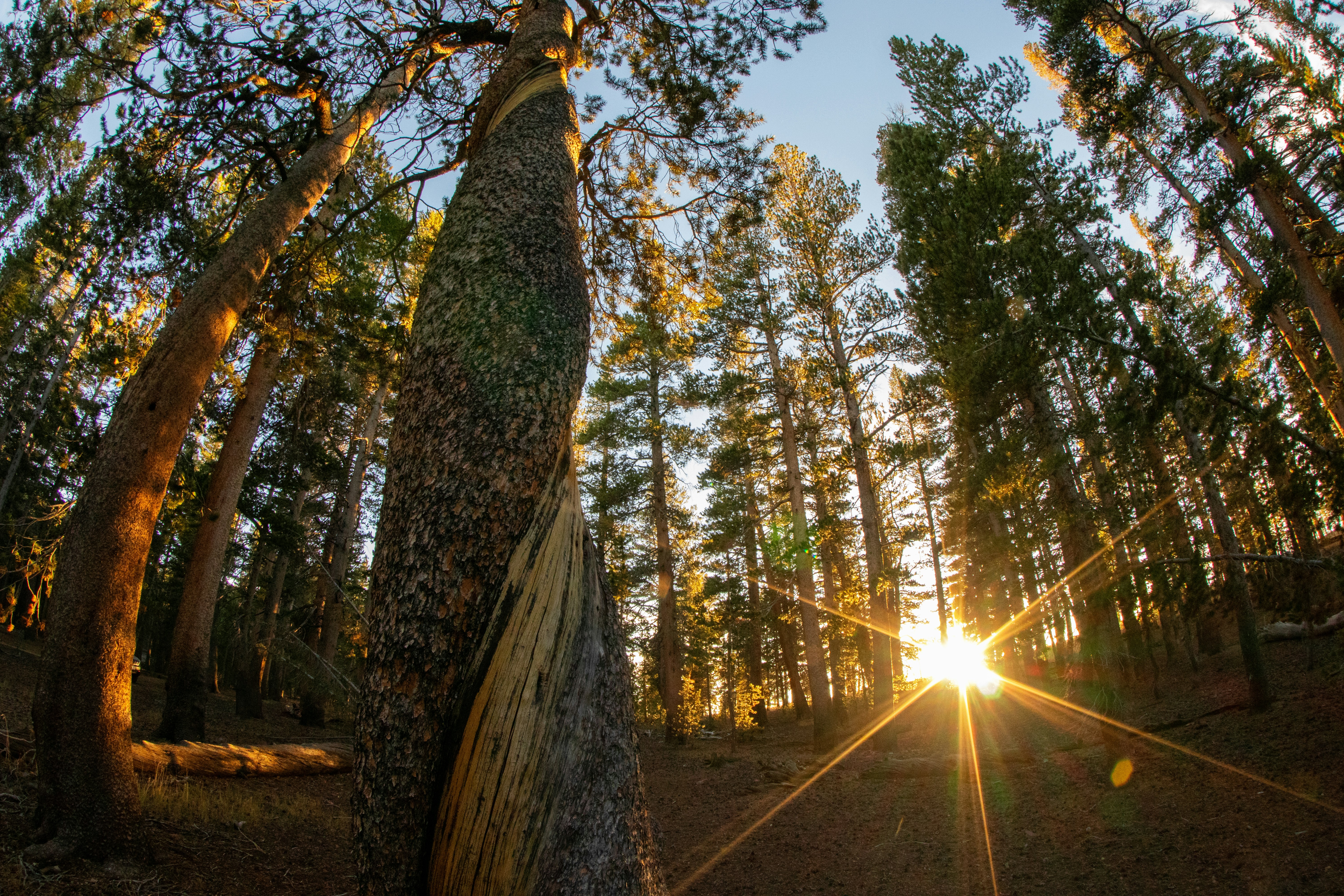 Sustainable & Eco-Friendly Photography in Memphis