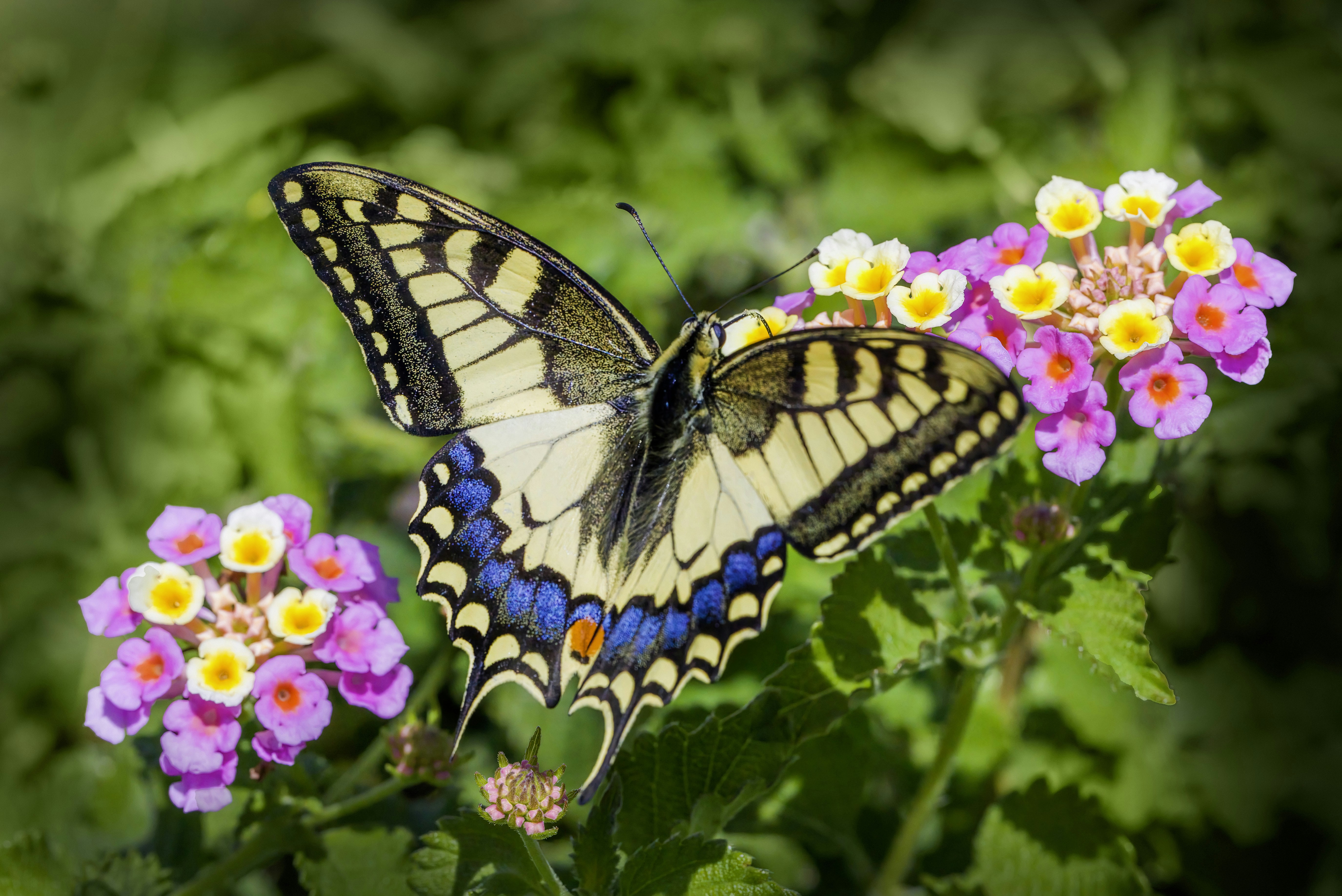 Photo by erik_karits