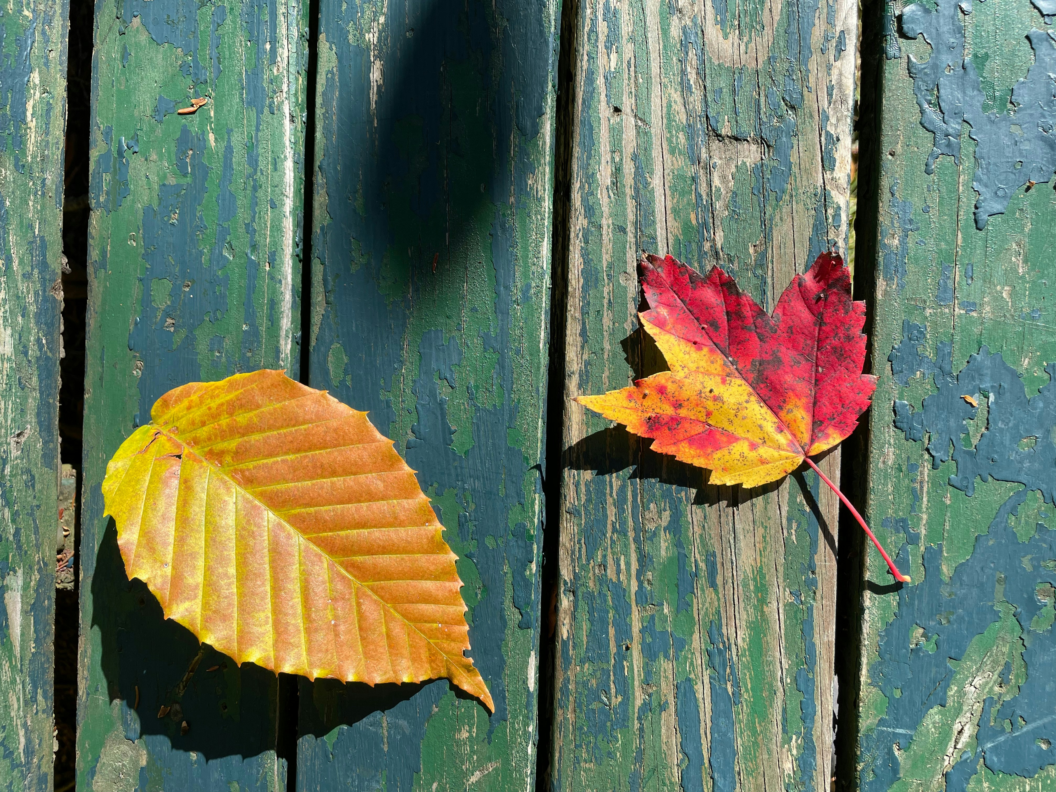 A couple of leaves that are on a wooden fence